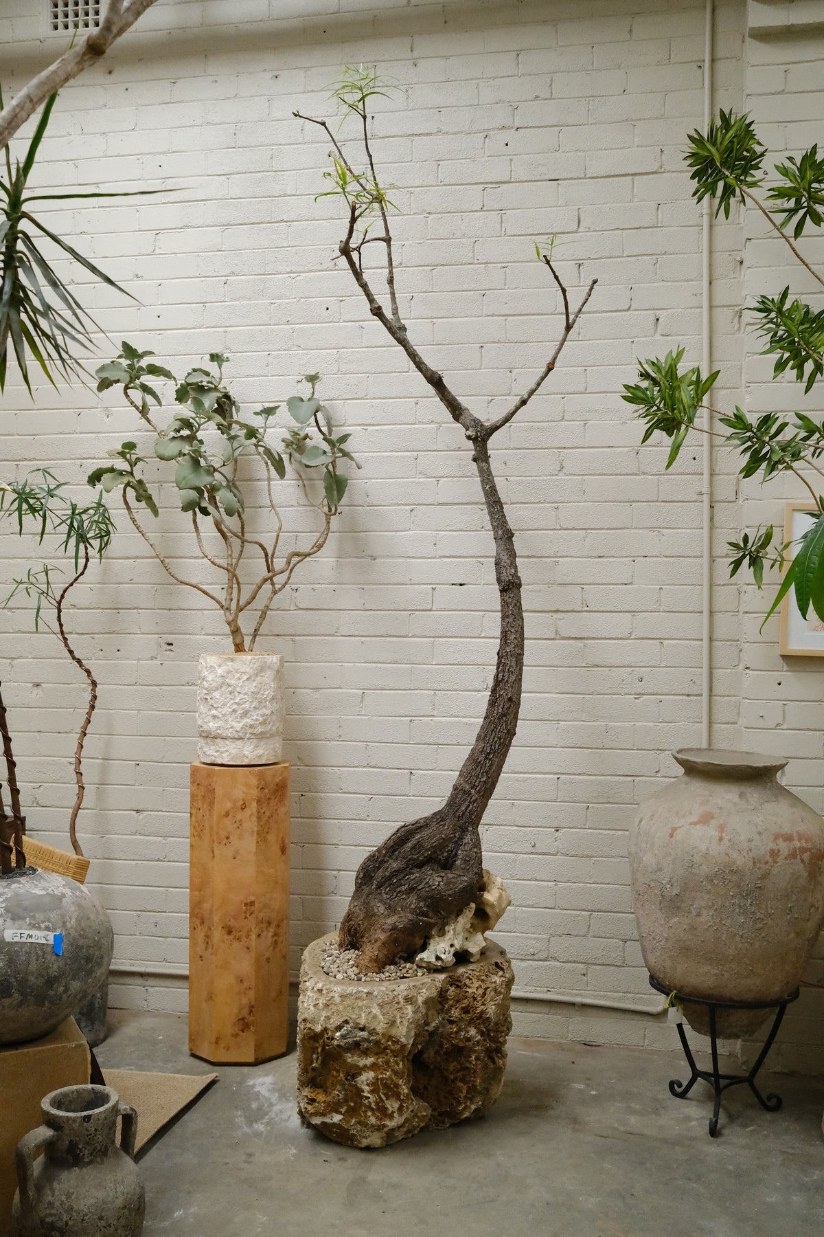 Mature Queensland Bottle Tree + Raw Onyx Planter