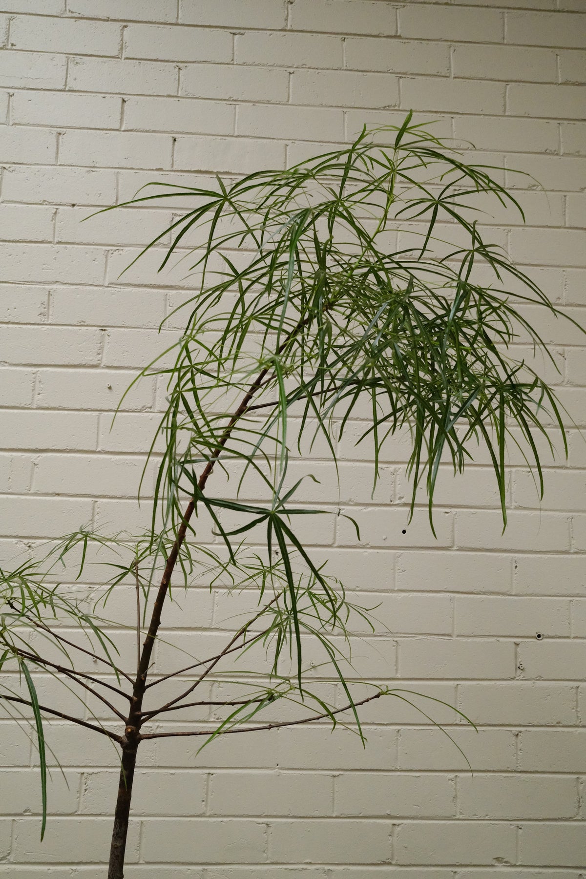 Queensland Bottle Tree + Solstice Orb Planter