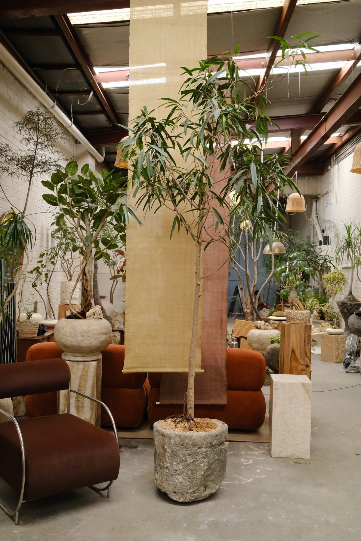 Banana Leaf Ficus + Vintage Limestone Planter
