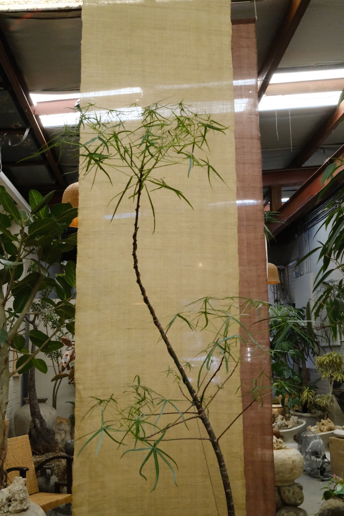 Queensland Bottle Tree + Terracotta Pot on Wrought Iron Stand