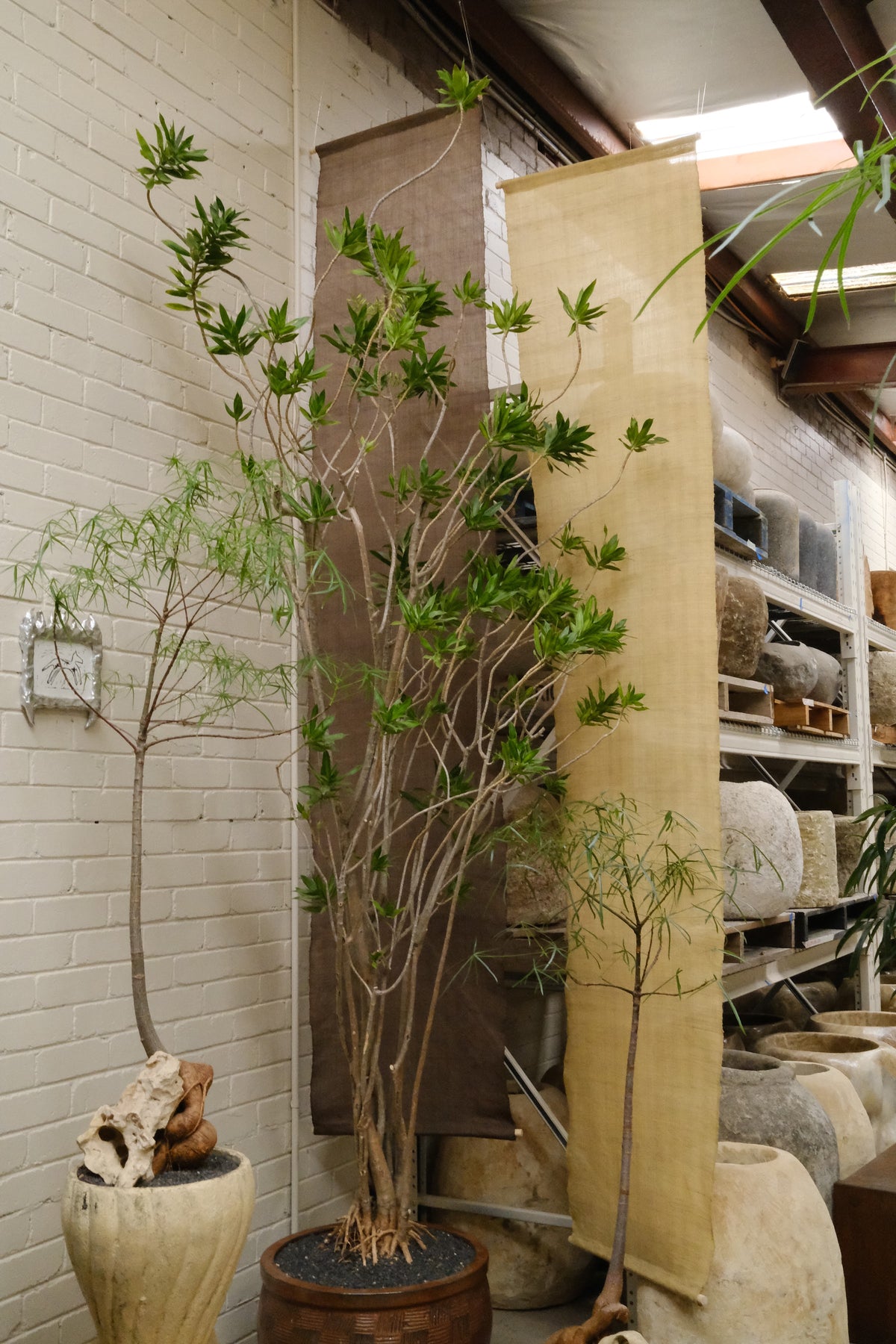 Large Song of Jamaica + Etched Mid-Century Planter