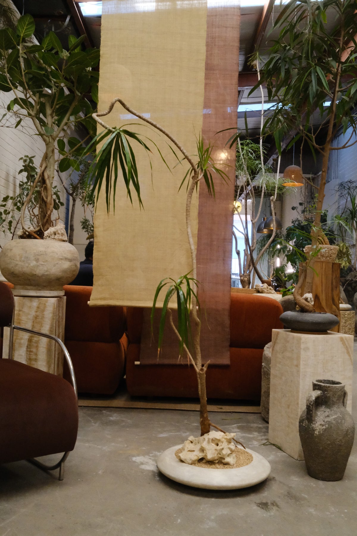 Dragon Tree + Solstice Planter, White