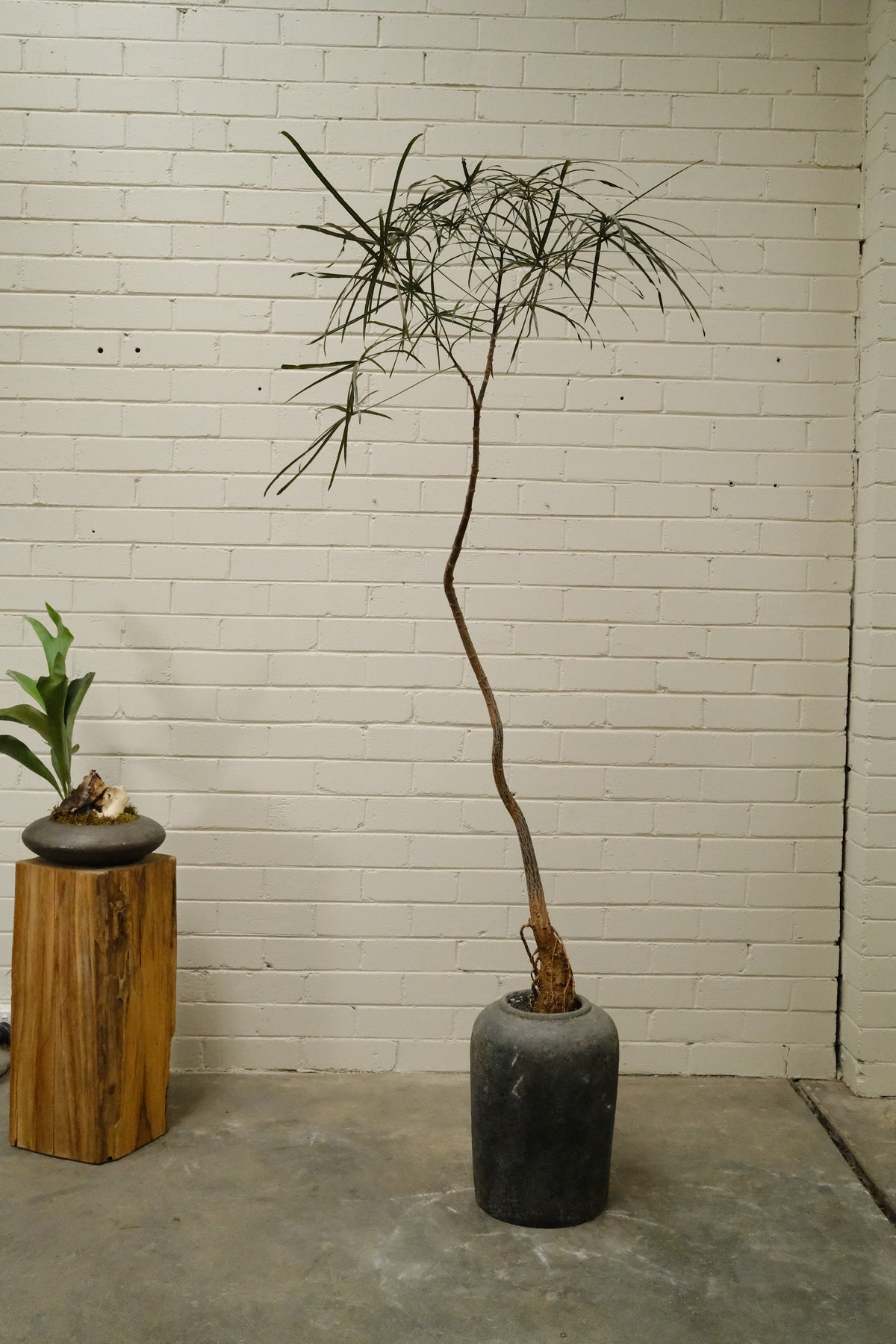 Queensland Bottle Tree + Lunar Drift Planter, Noir