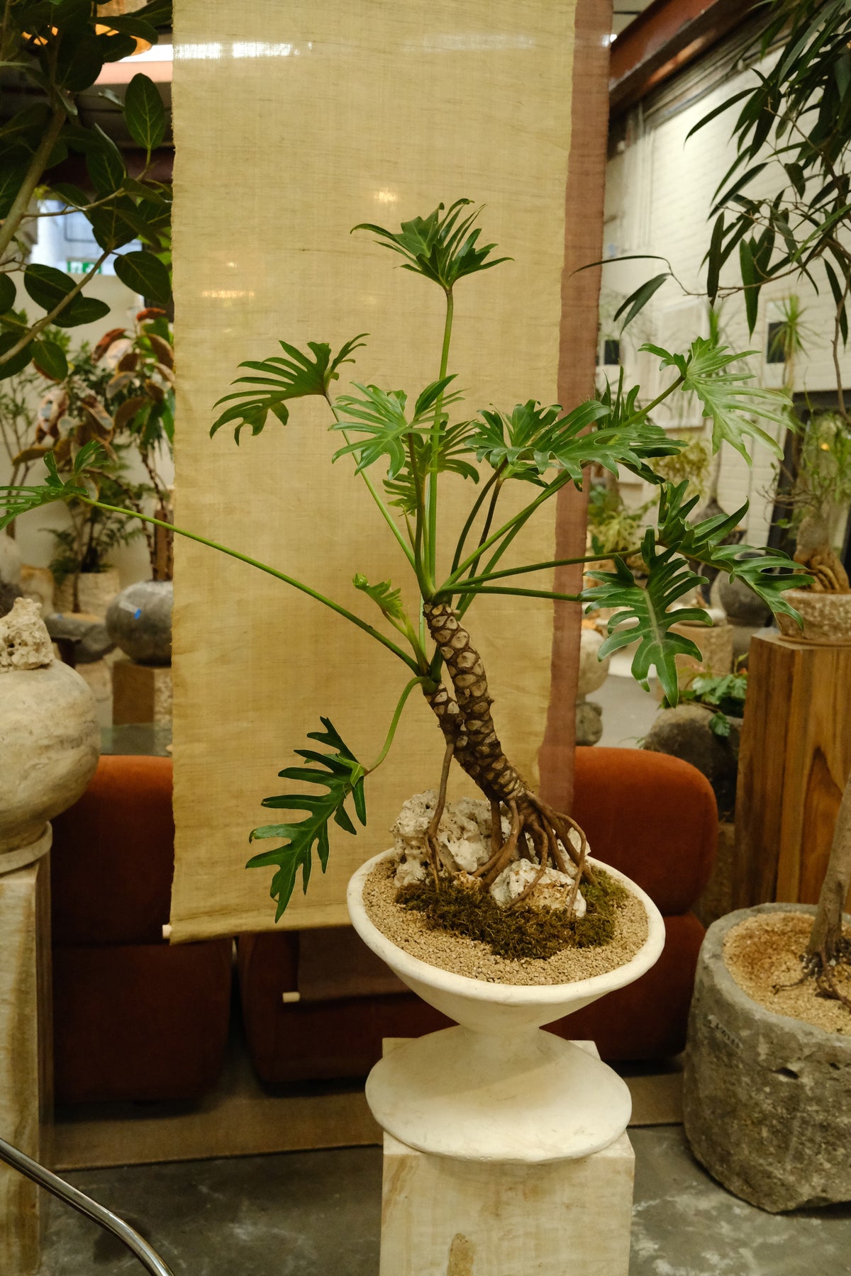 Philodendron Xanadu + Off Kilter Planter, White