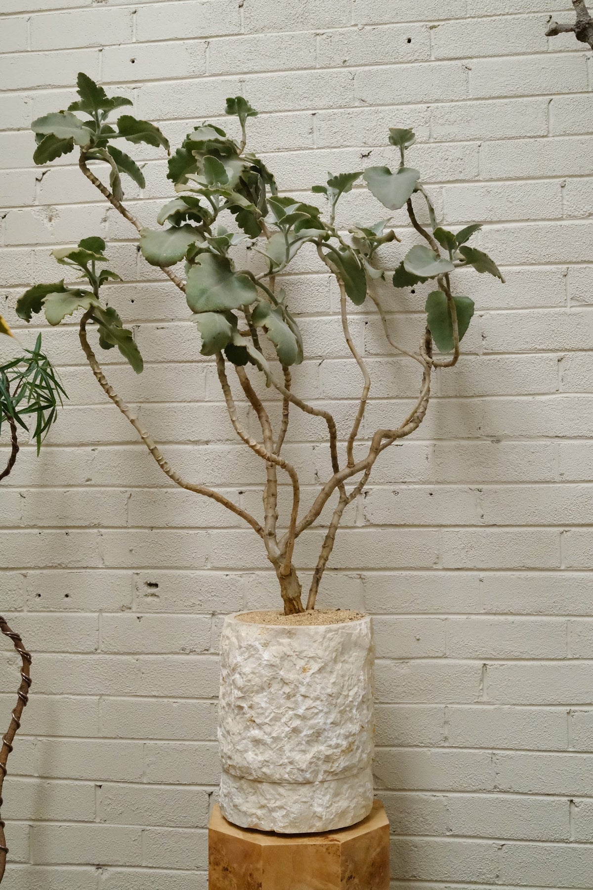 Felt Bush + Onyx Alba Planter, Rough Cut