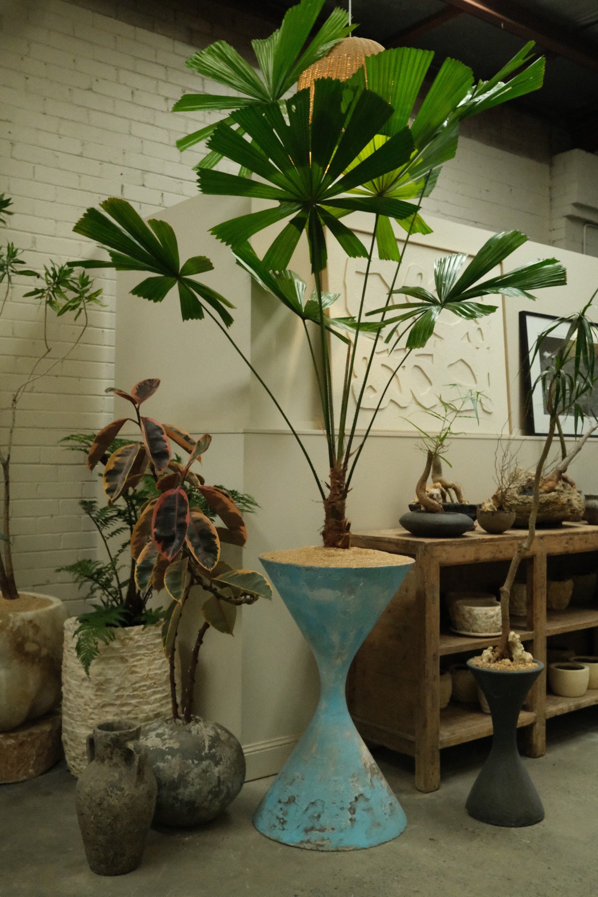 Queensland Fan Palm + Vintage Willy Guhl Diabolo
