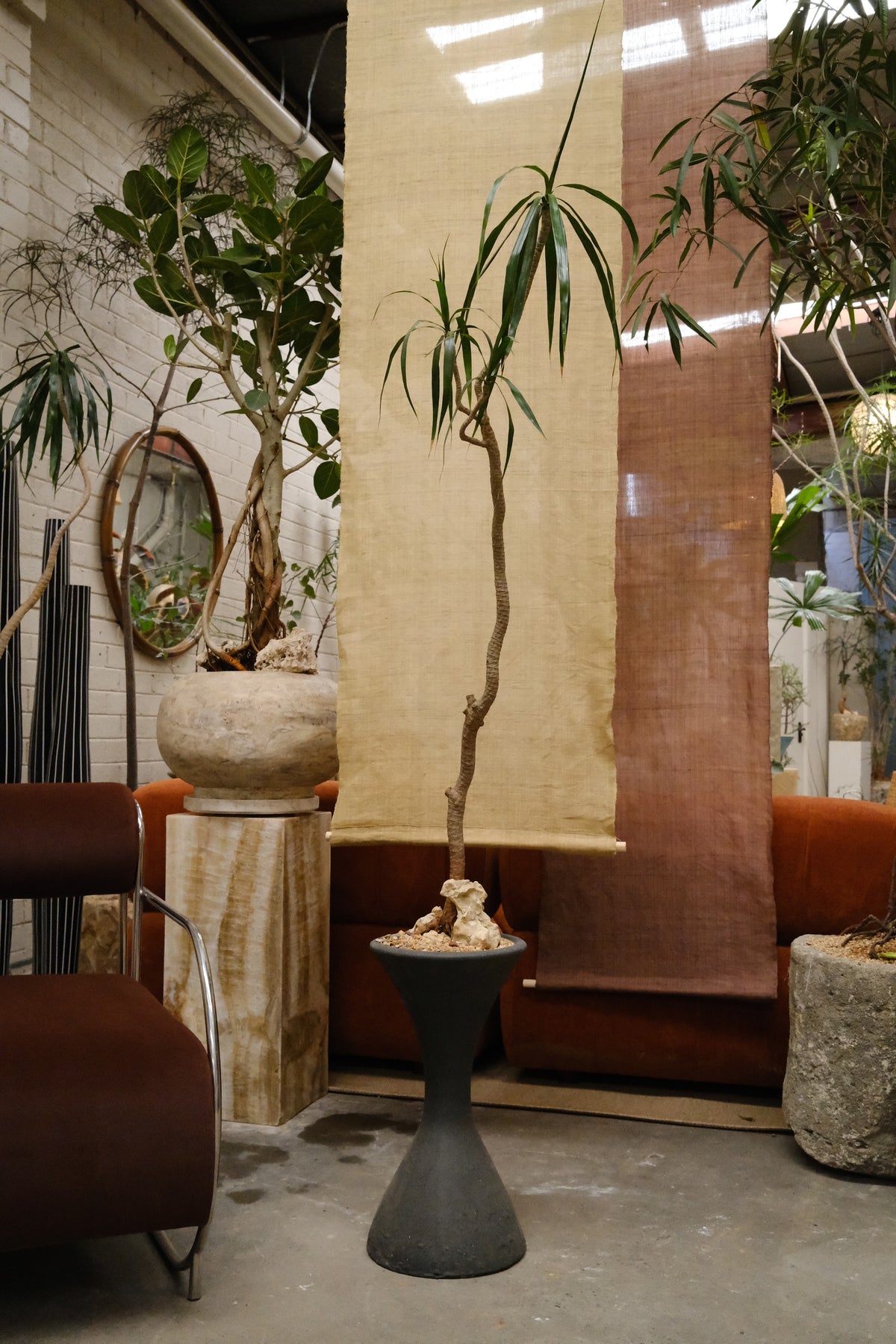 Dragon Tree + Conical Planter, Black