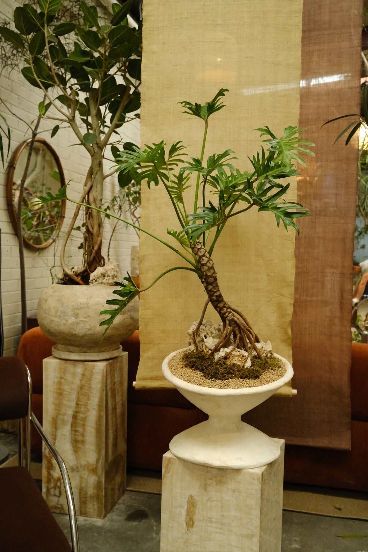 Philodendron Xanadu + Off Kilter Planter, White