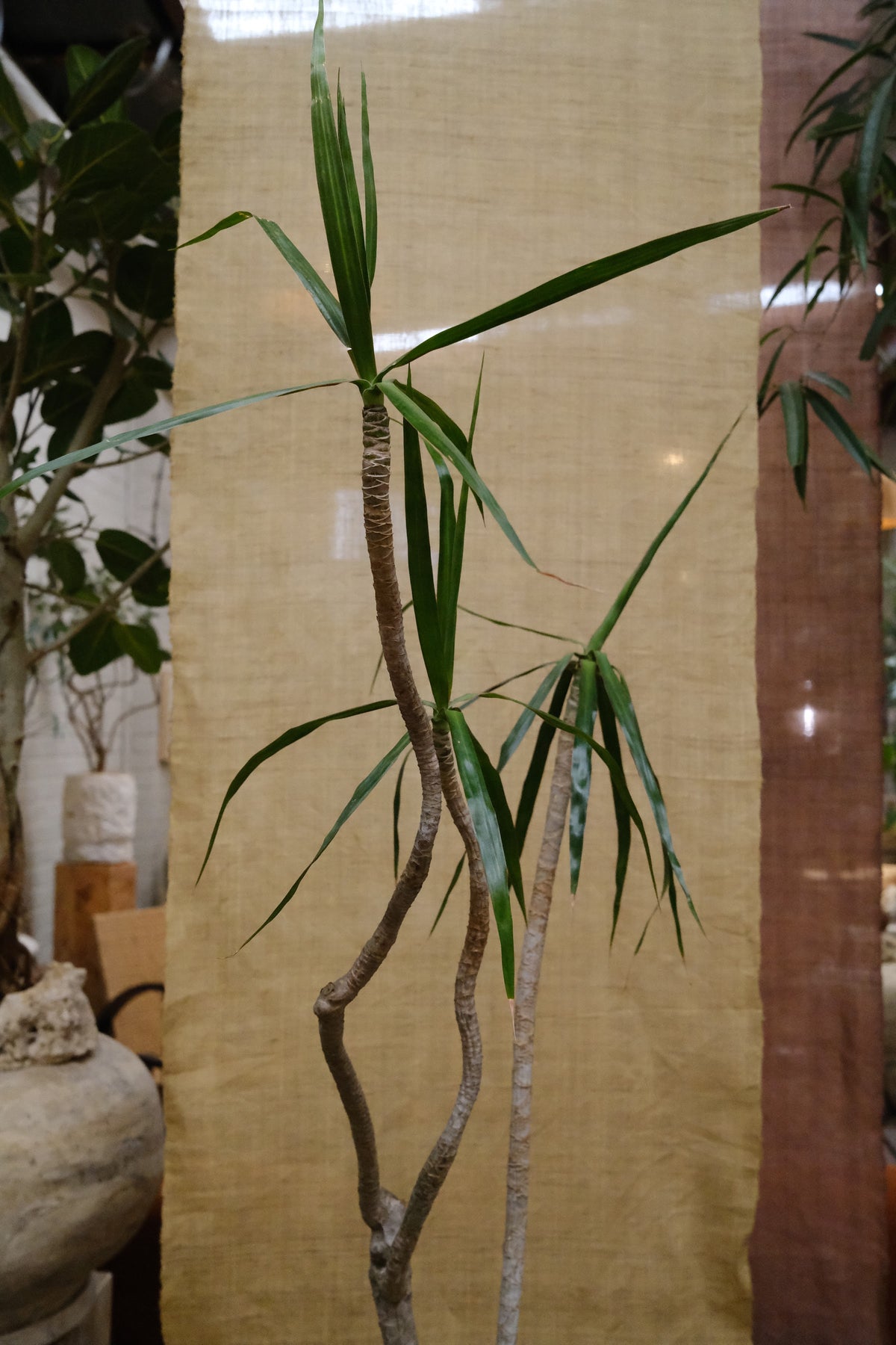 Three-head Dragon Tree + Hourglass Planter