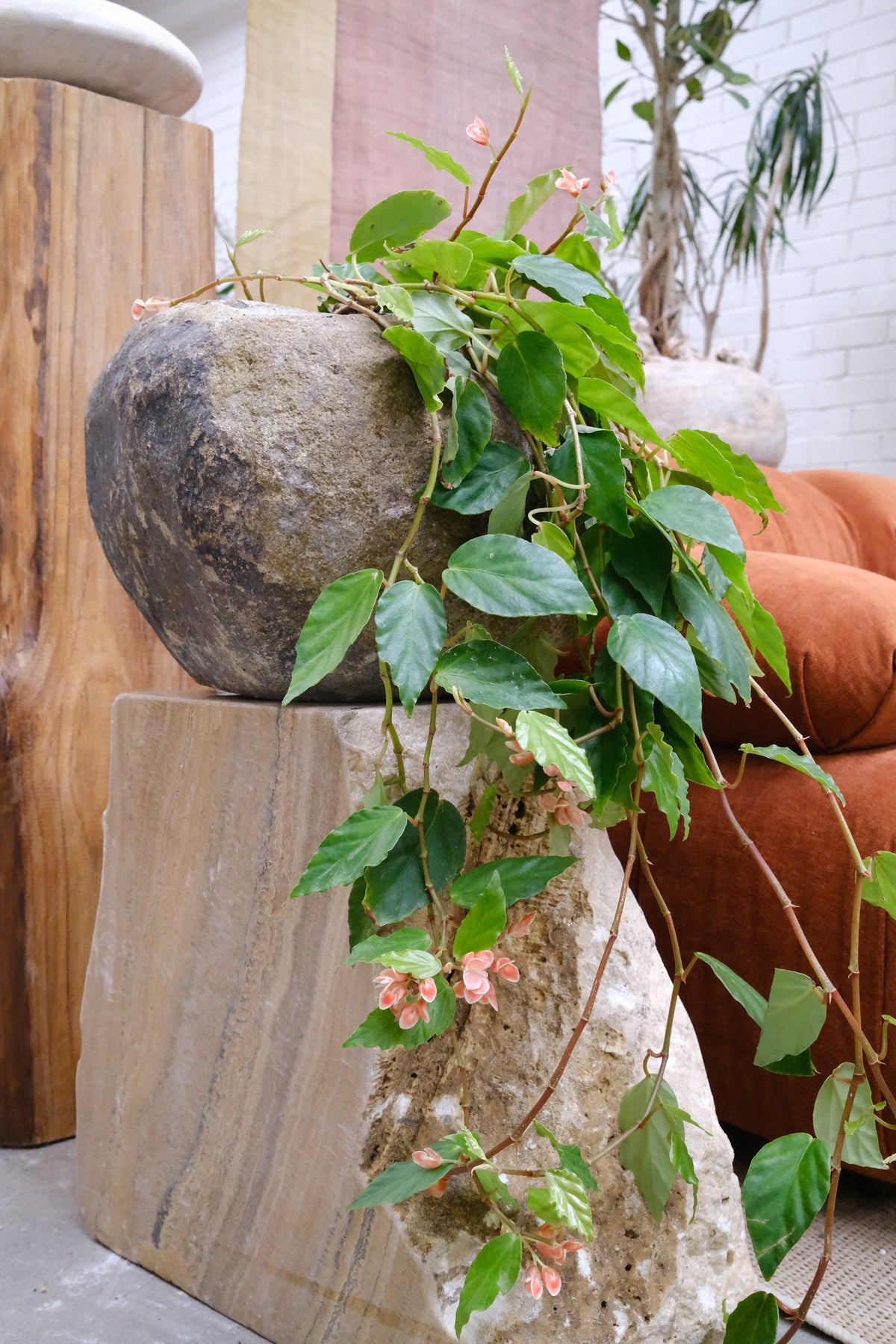 Shrimp Begonia + River Stone Planter