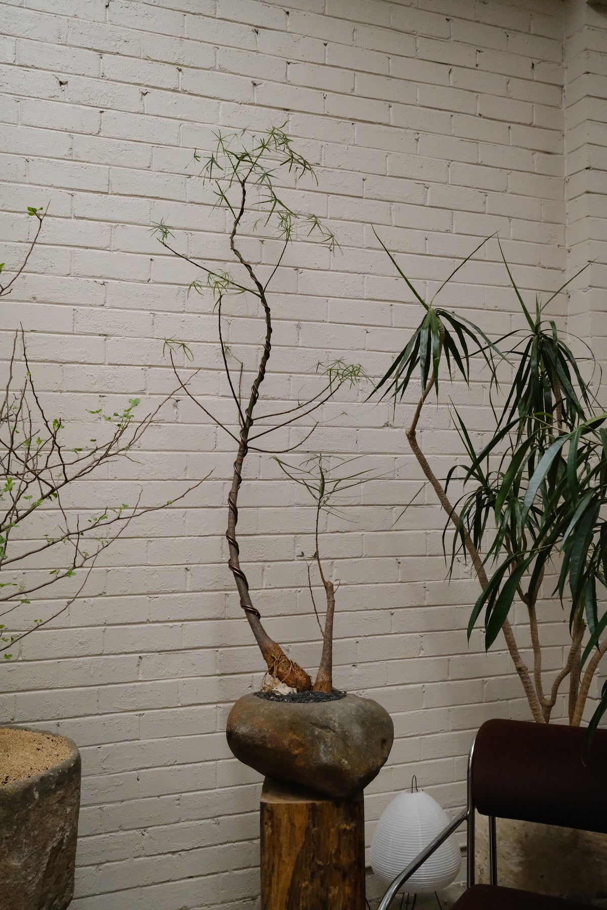 Queensland Bottle Tree Forest Duo + River Stone Planter
