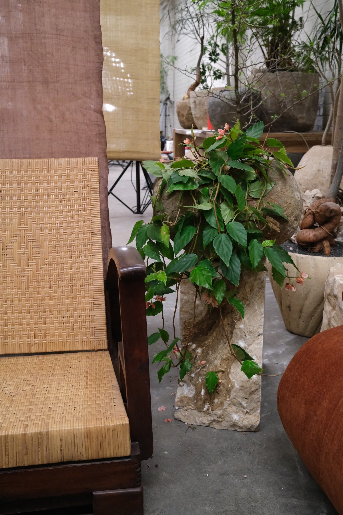 Shrimp Begonia + River Stone Planter