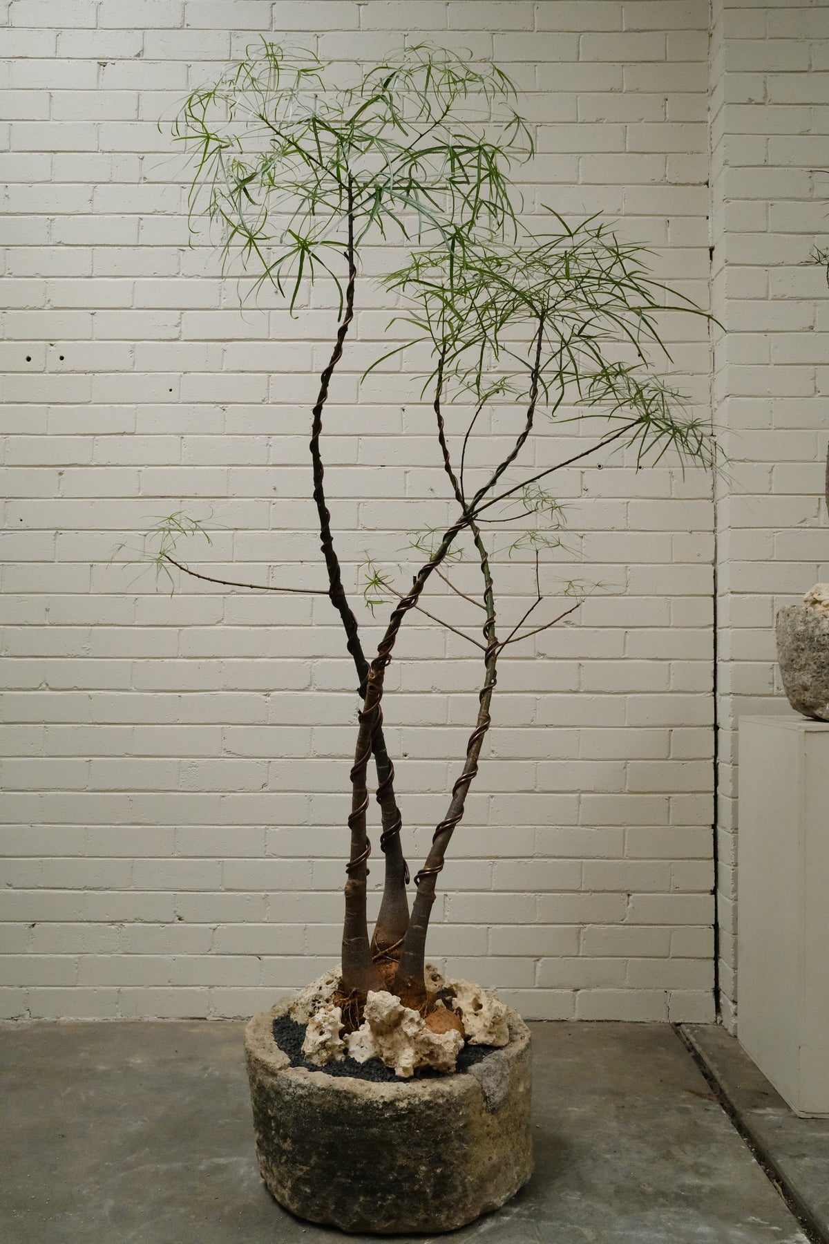 Queensland Bottle Tree Forest Trio + Round Limestone Planter