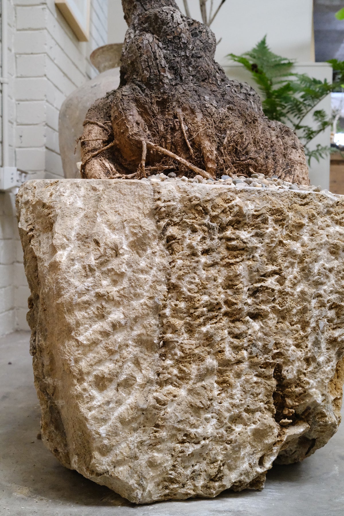 Mature Queensland Bottle Tree + Raw Onyx Planter