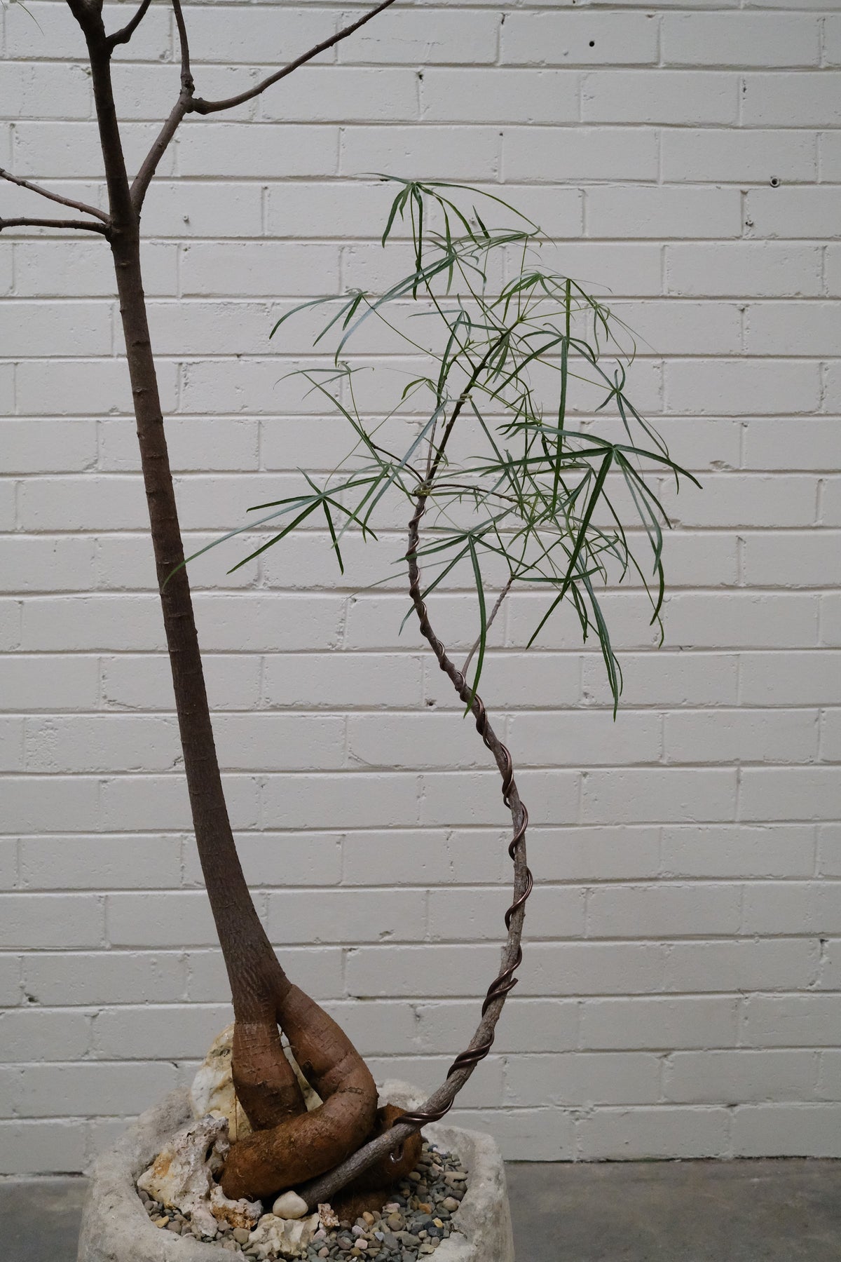 Queensland Bottle Tree Forest Duo + Round Limestone Planter