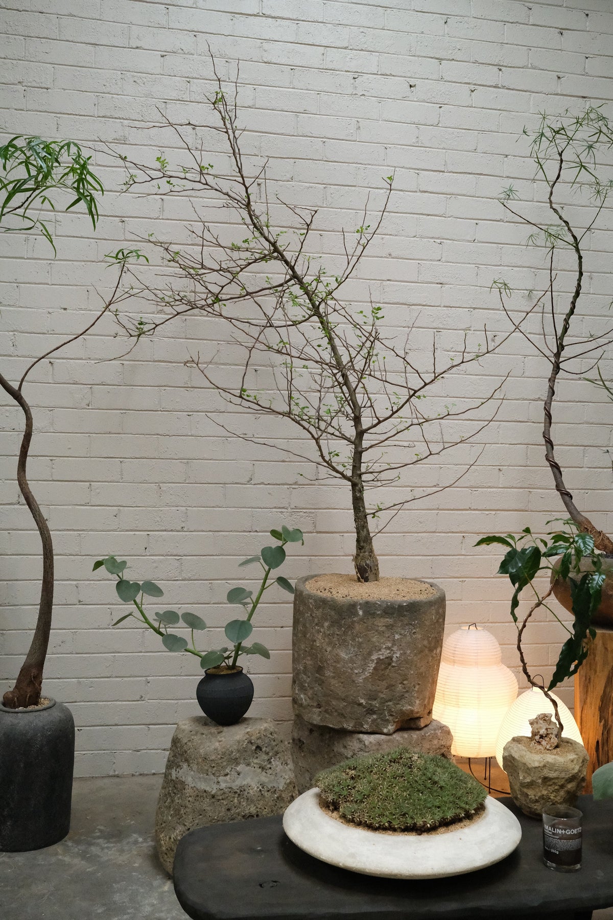Mexican Bottle Tree + Vintage Limestone Planter
