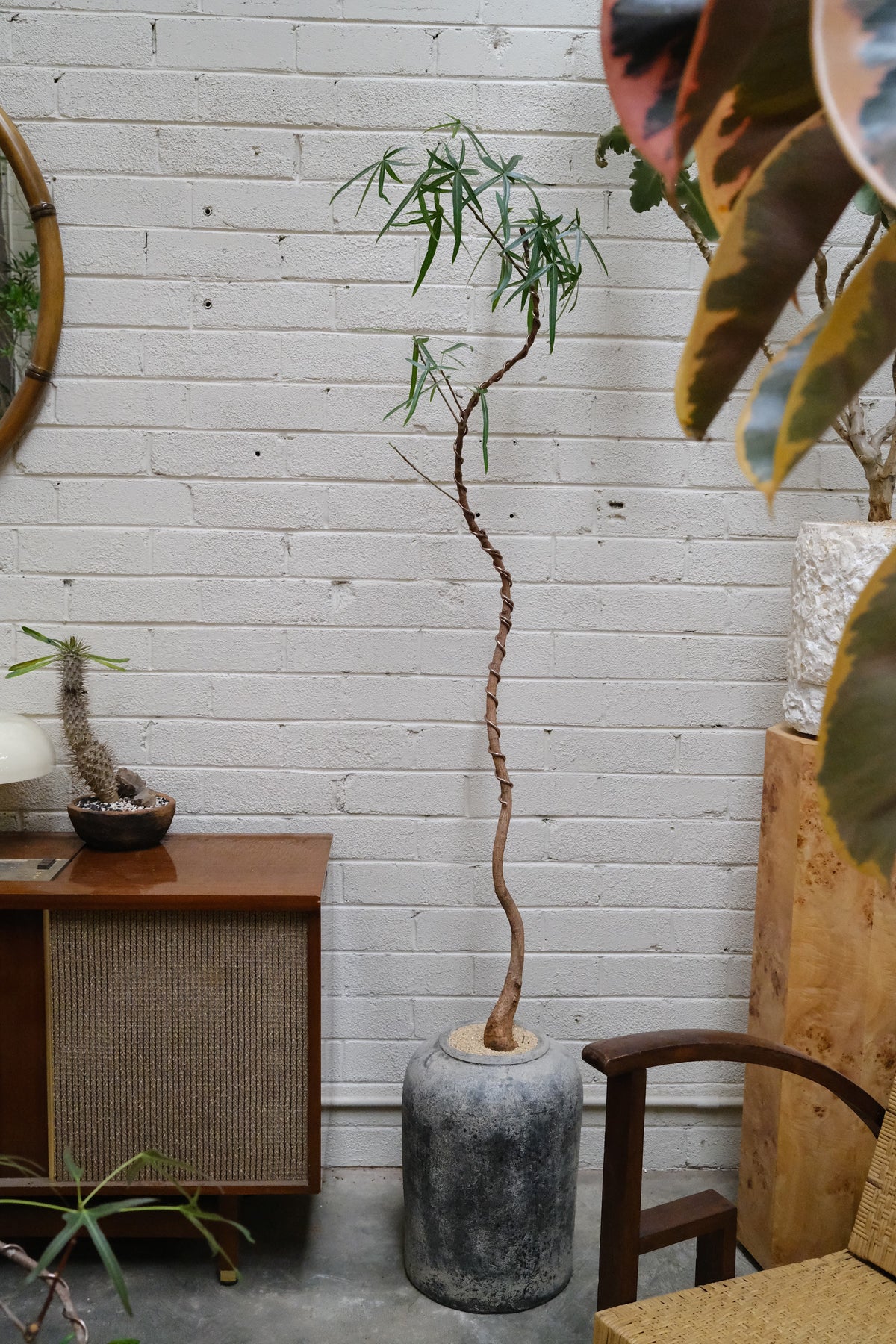 Queensland Bottle Tree + Lunar Drift Planter, Gris