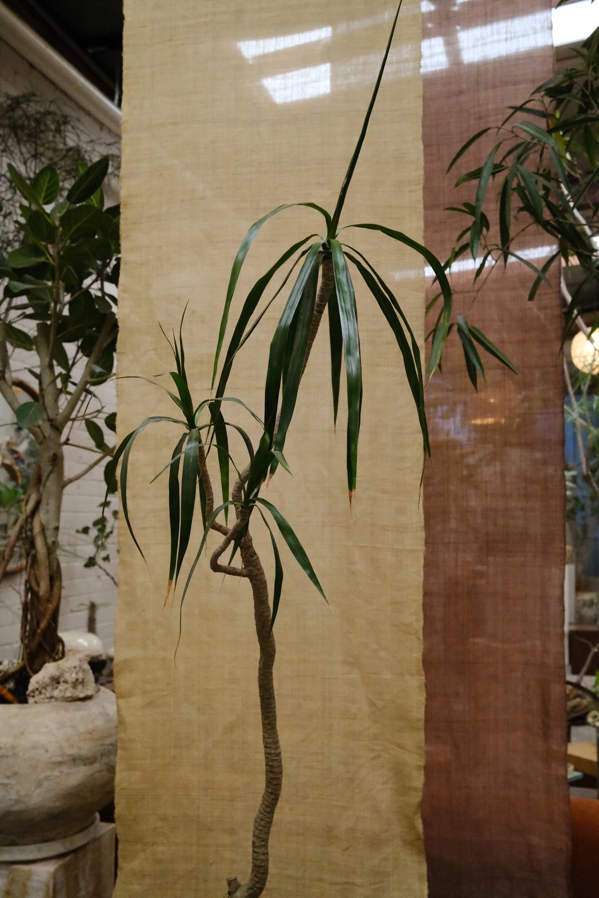 Dragon Tree + Conical Planter, Black