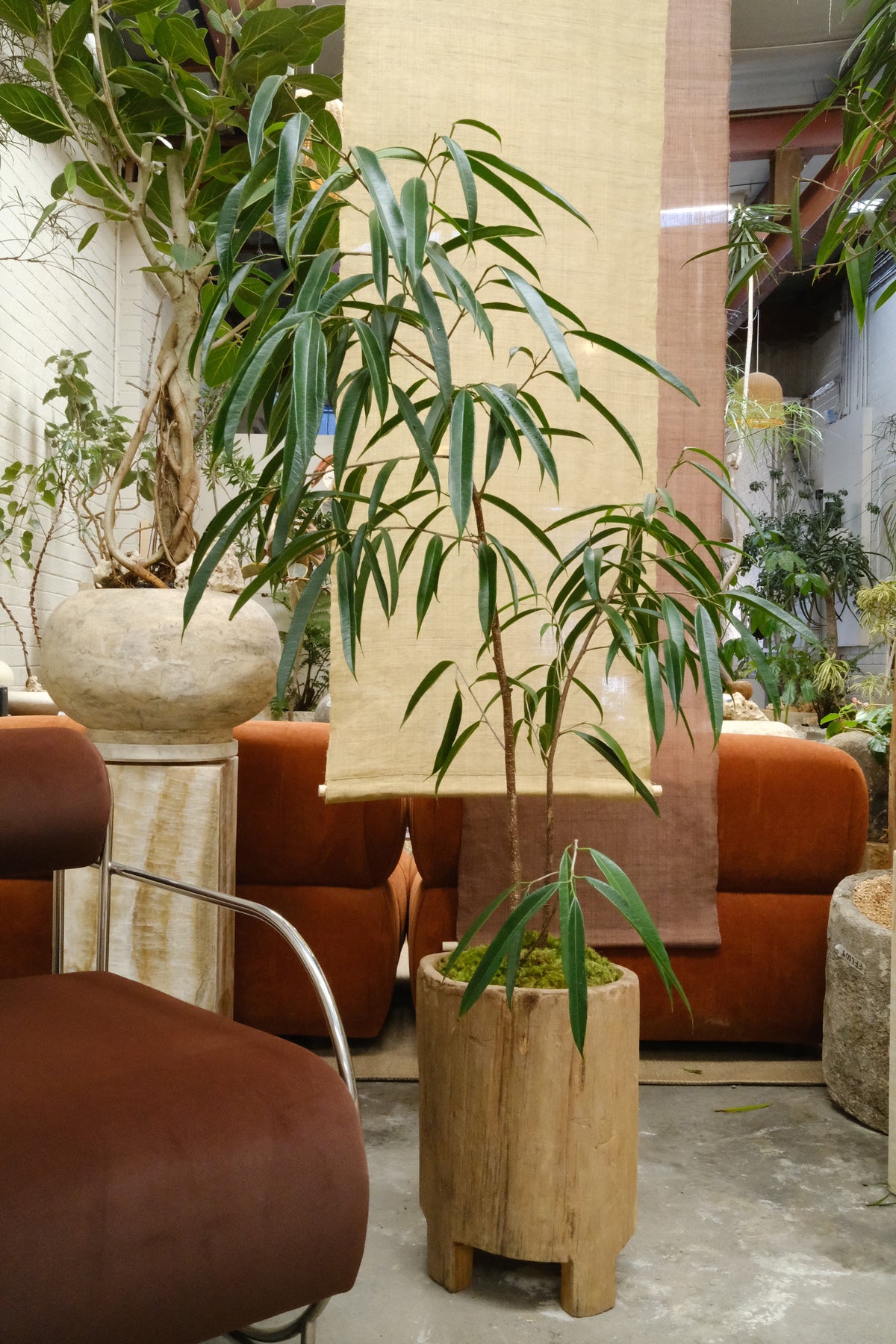 Banana Leaf Ficus + Vintage Teak Planter