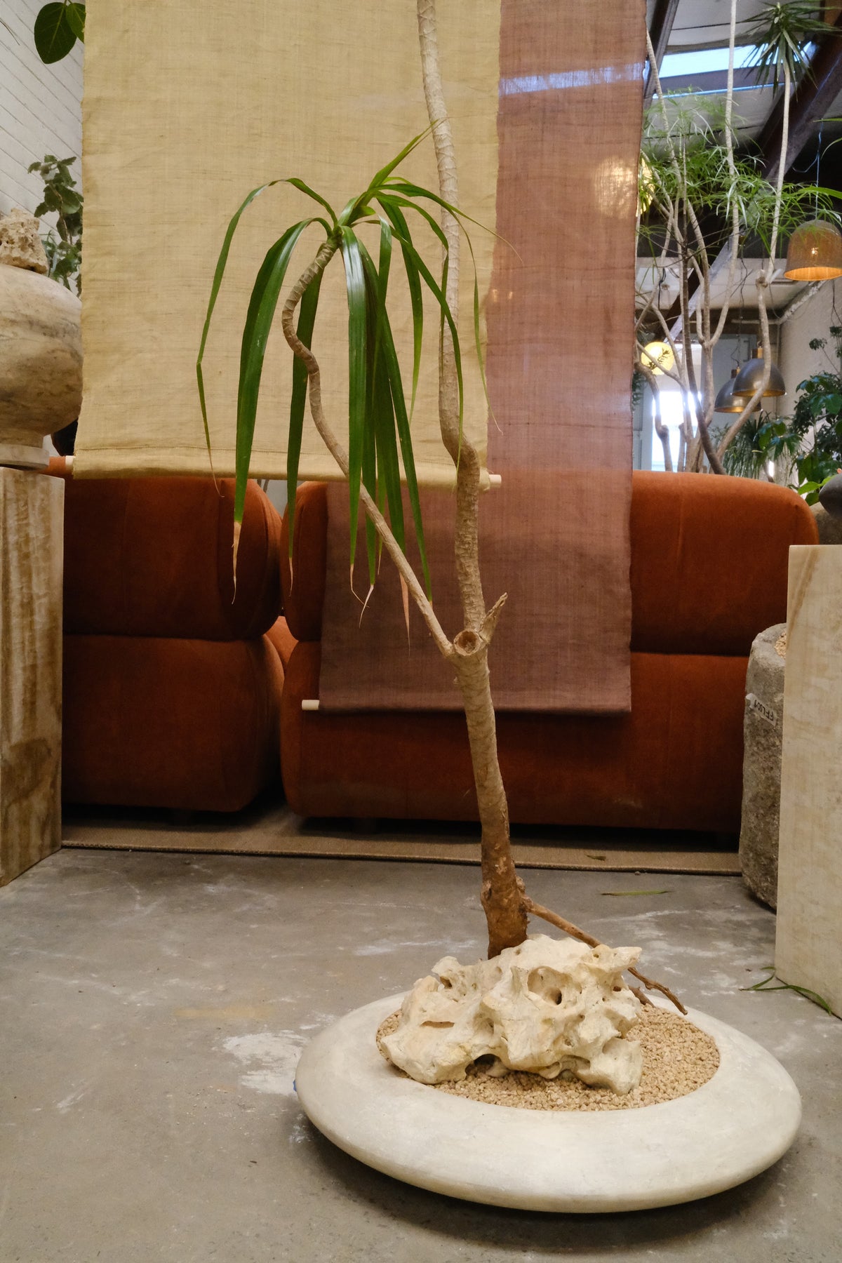 Dragon Tree + Solstice Planter, White