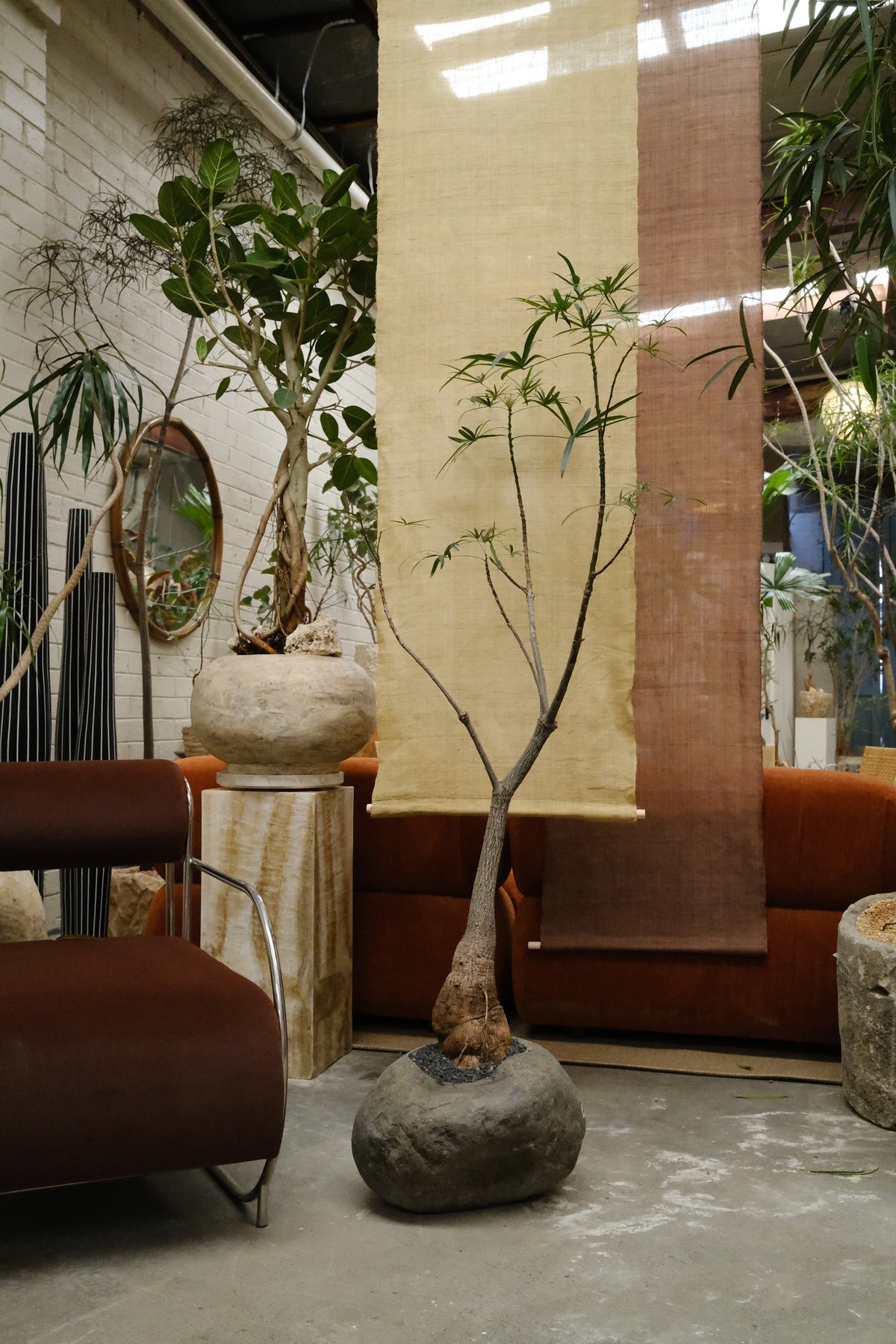 Queensland Bottle Tree + River Stone Planter