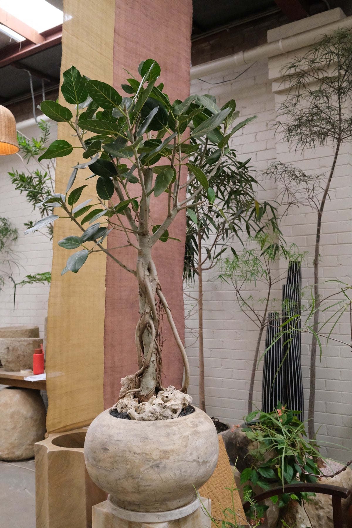 Ficus Audrey + Solstice Orb Planter