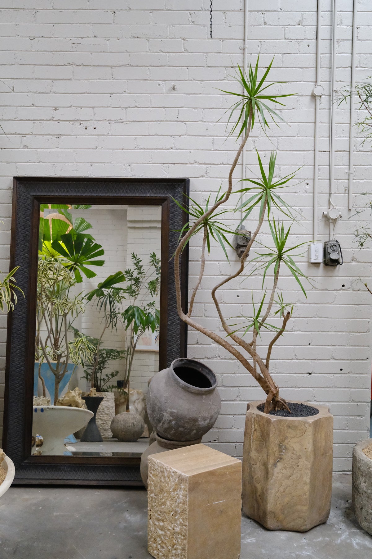 Dragon Tree + Hex Onyx Planter