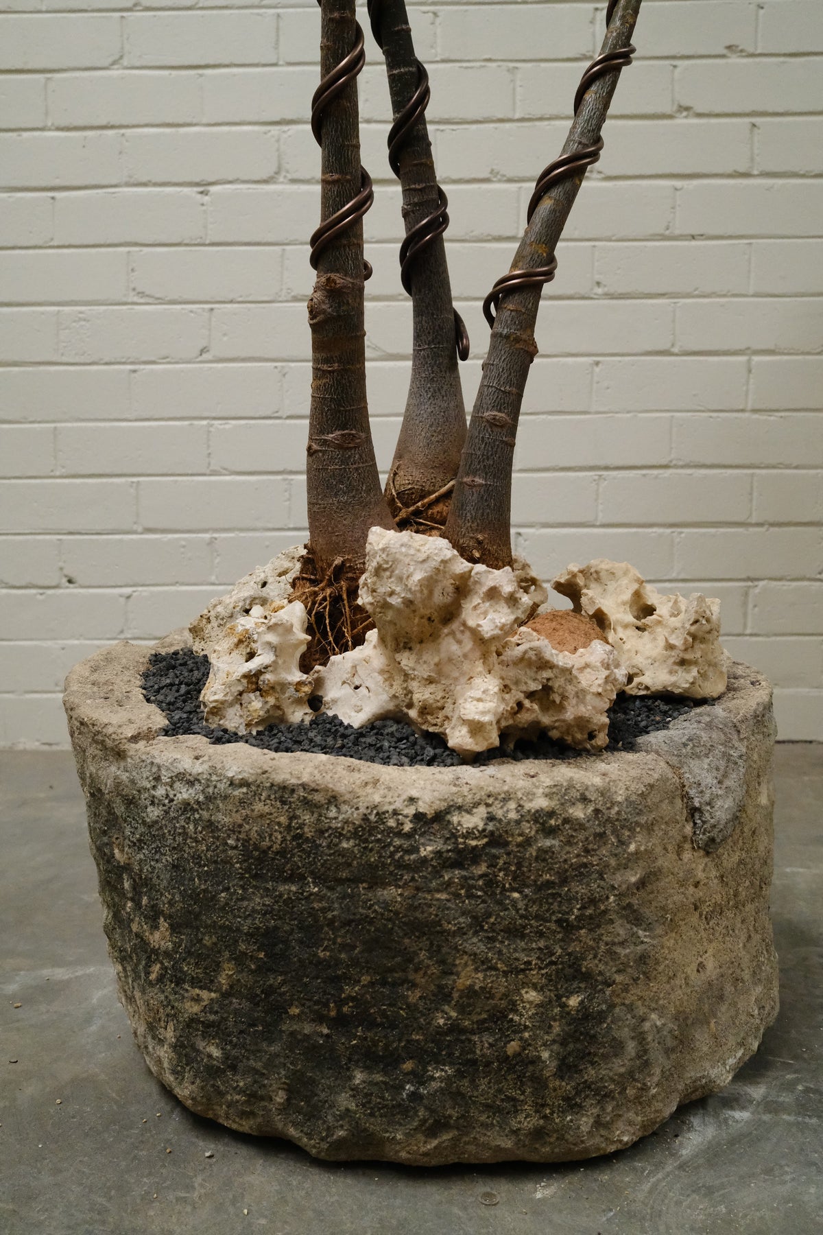 Queensland Bottle Tree Forest Trio + Round Limestone Planter