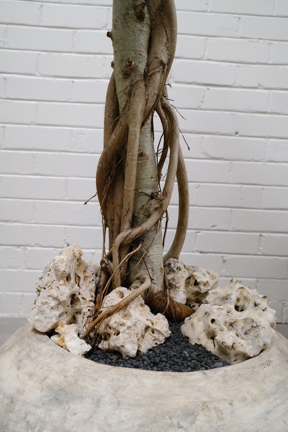 Ficus Audrey + Solstice Orb Planter
