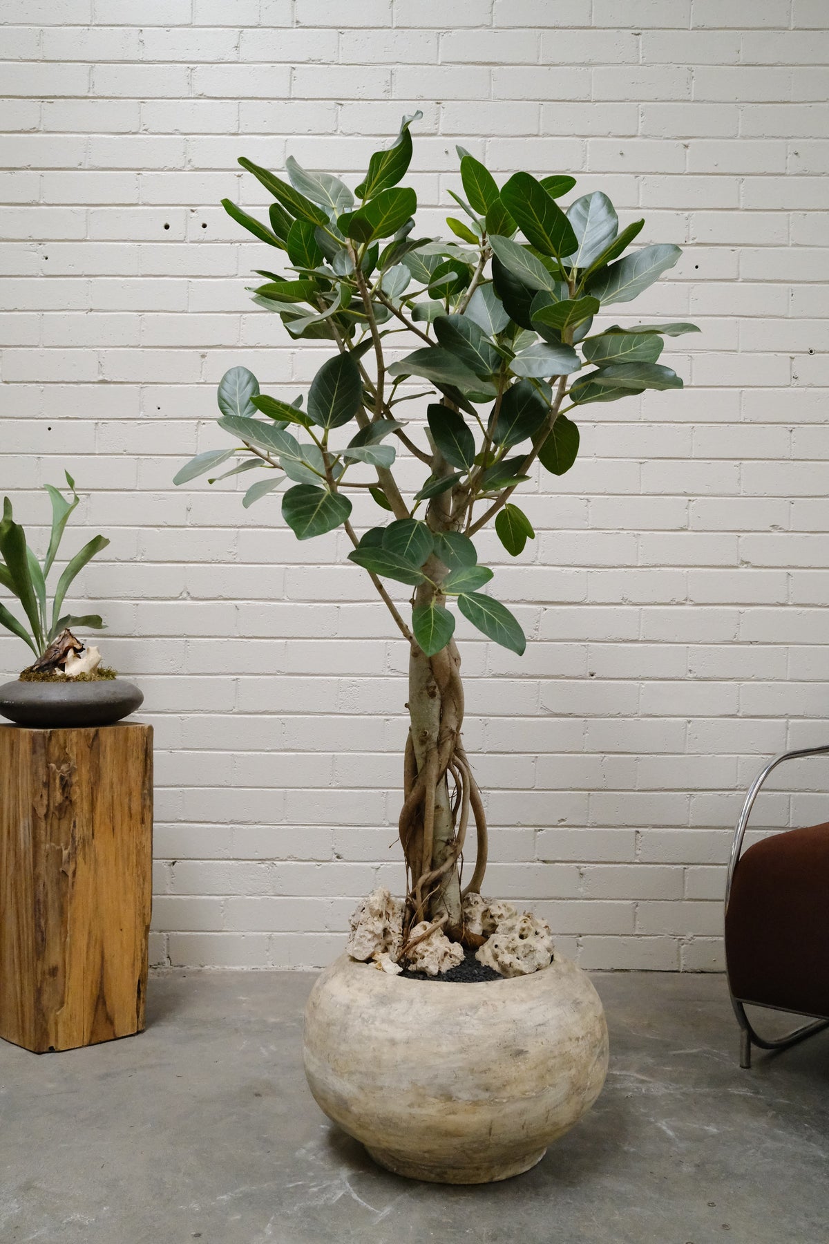 Ficus Audrey + Solstice Orb Planter