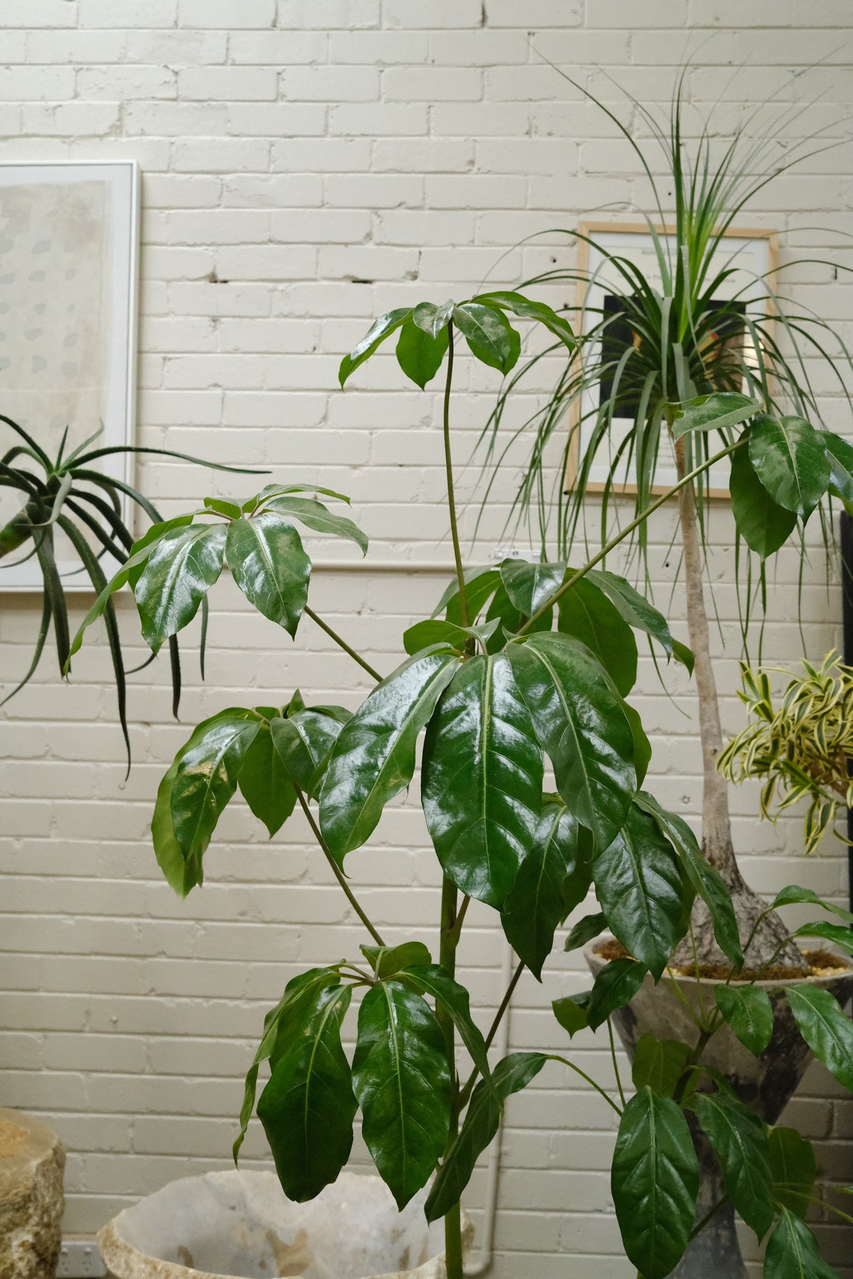 Umbrella Tree Forest + Off Kilter Planter, White