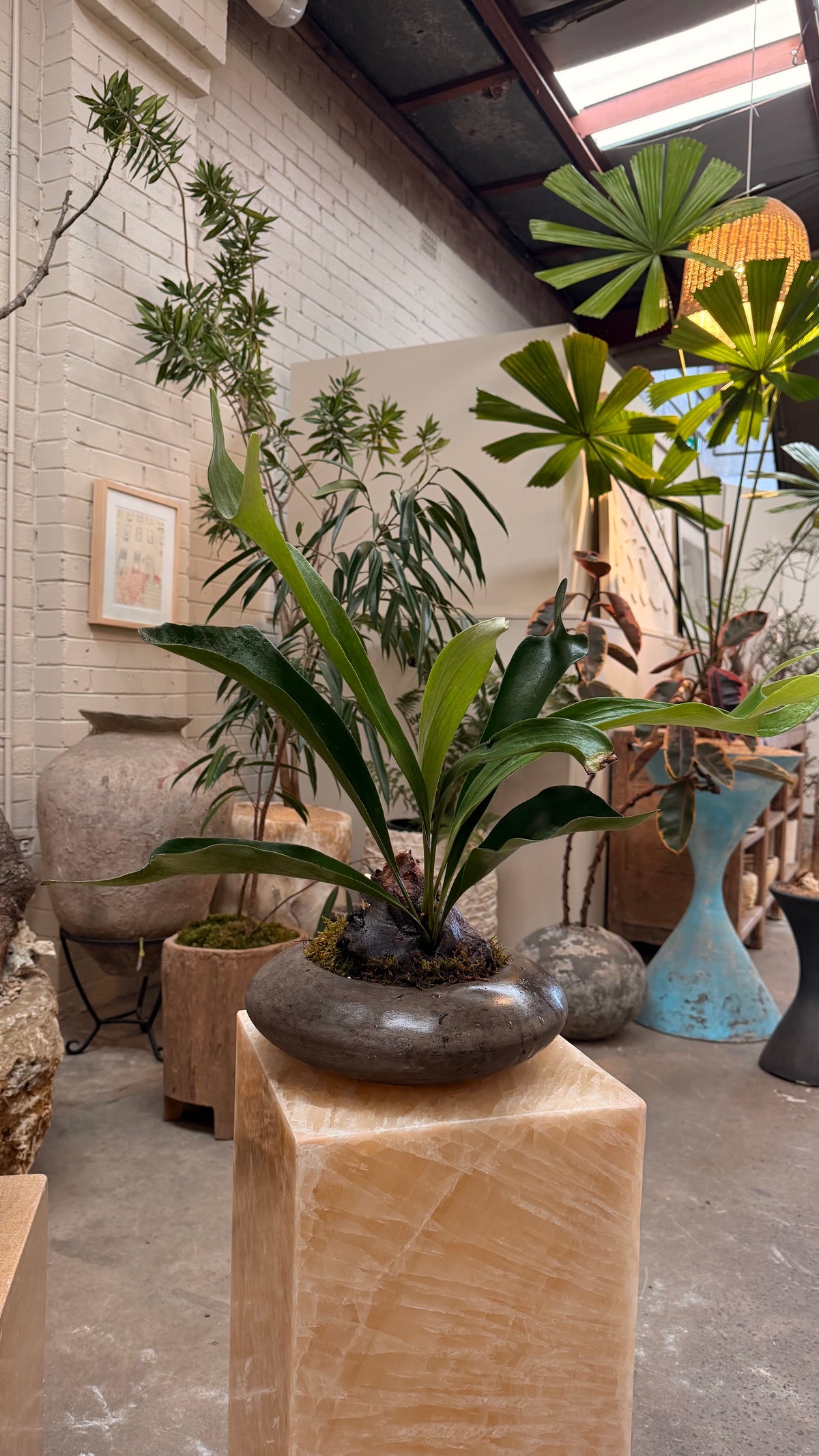 Elkhorn Fern + Solstice Planter