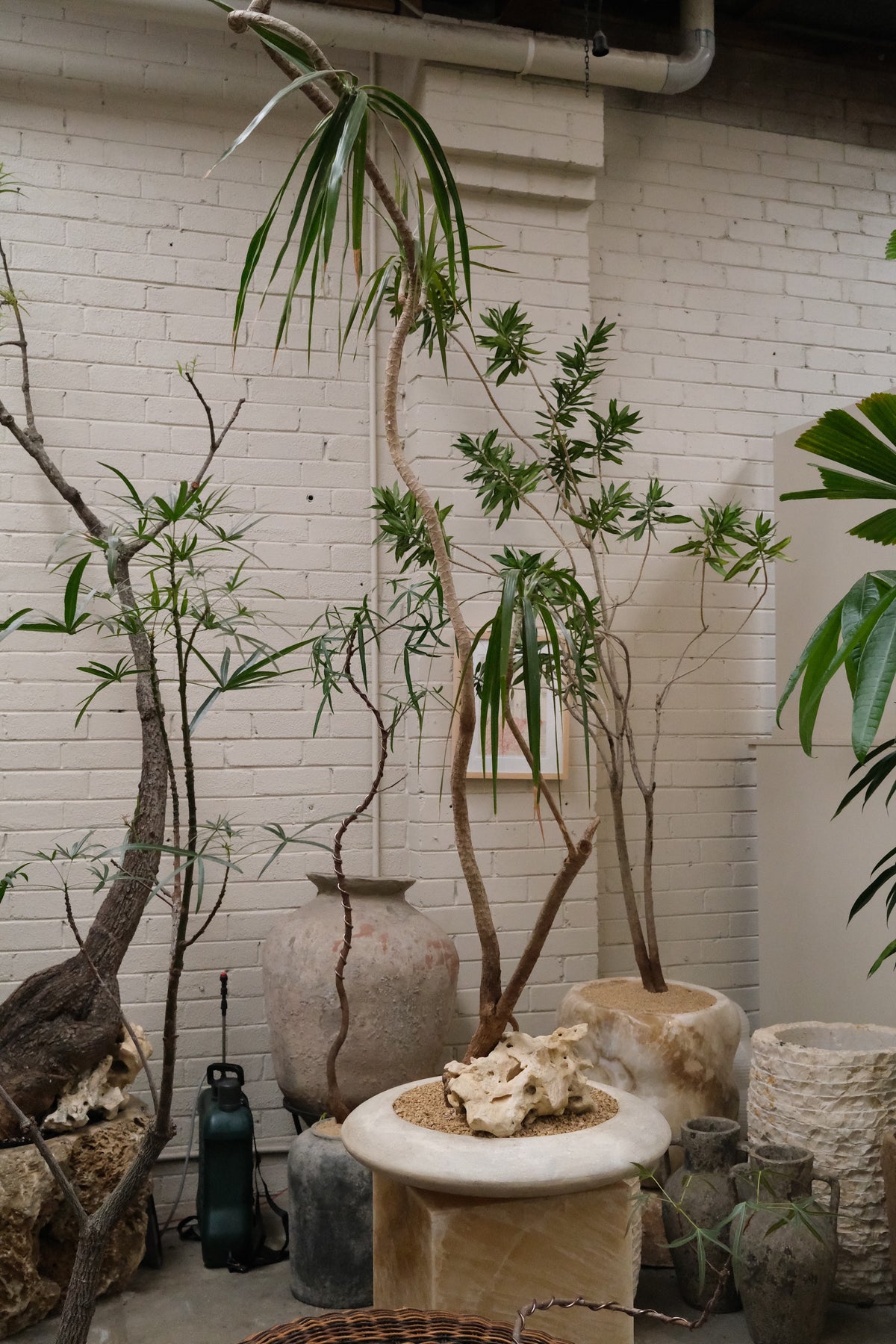 Dragon Tree + Solstice Planter, White