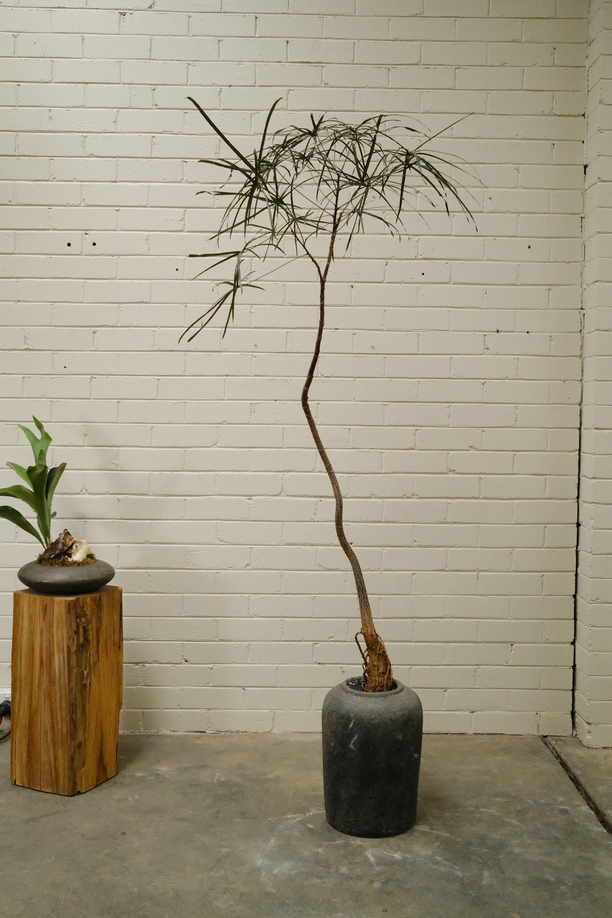 Queensland Bottle Tree + Lunar Drift Planter, Noir