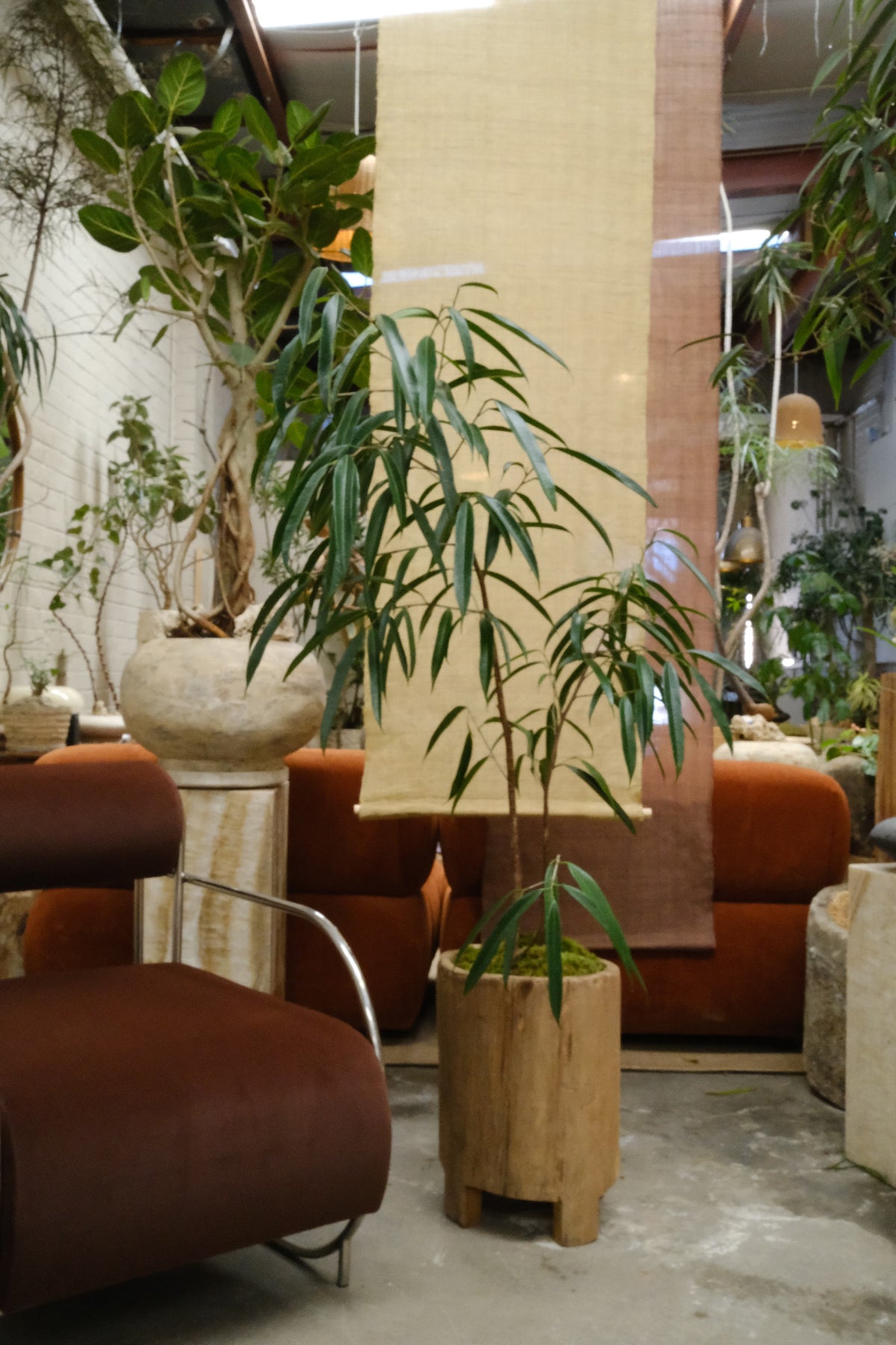 Banana Leaf Ficus + Vintage Teak Planter