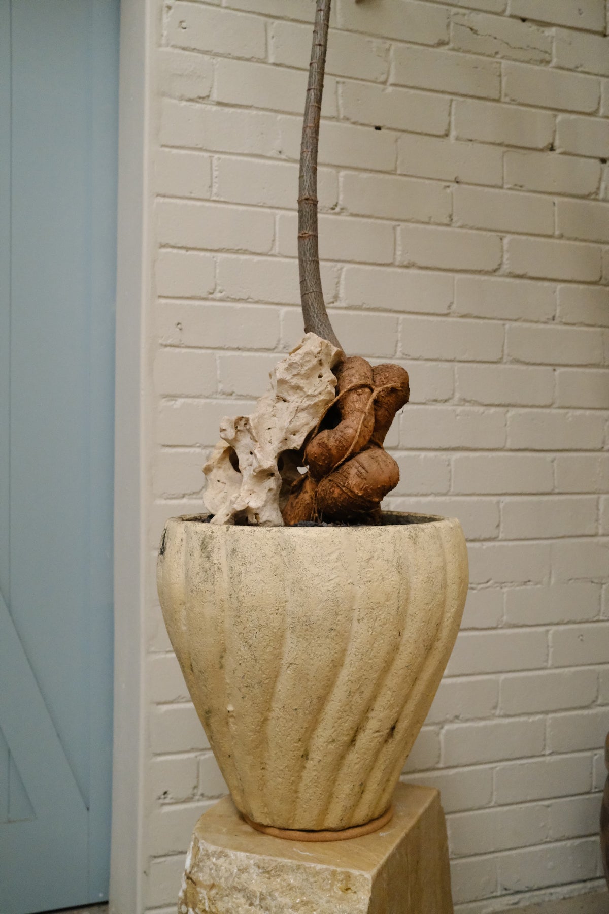 Queensland Bottle Tree + Mid-Century Tulip Planter