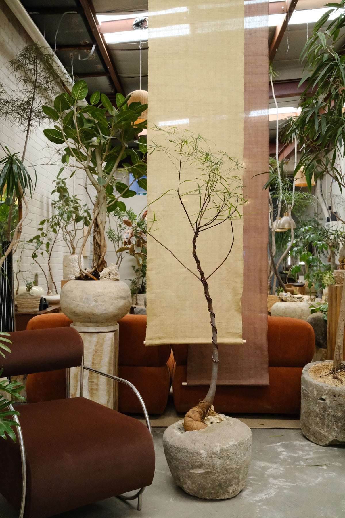 Queensland Bottle Tree + Vintage Limestone Planter