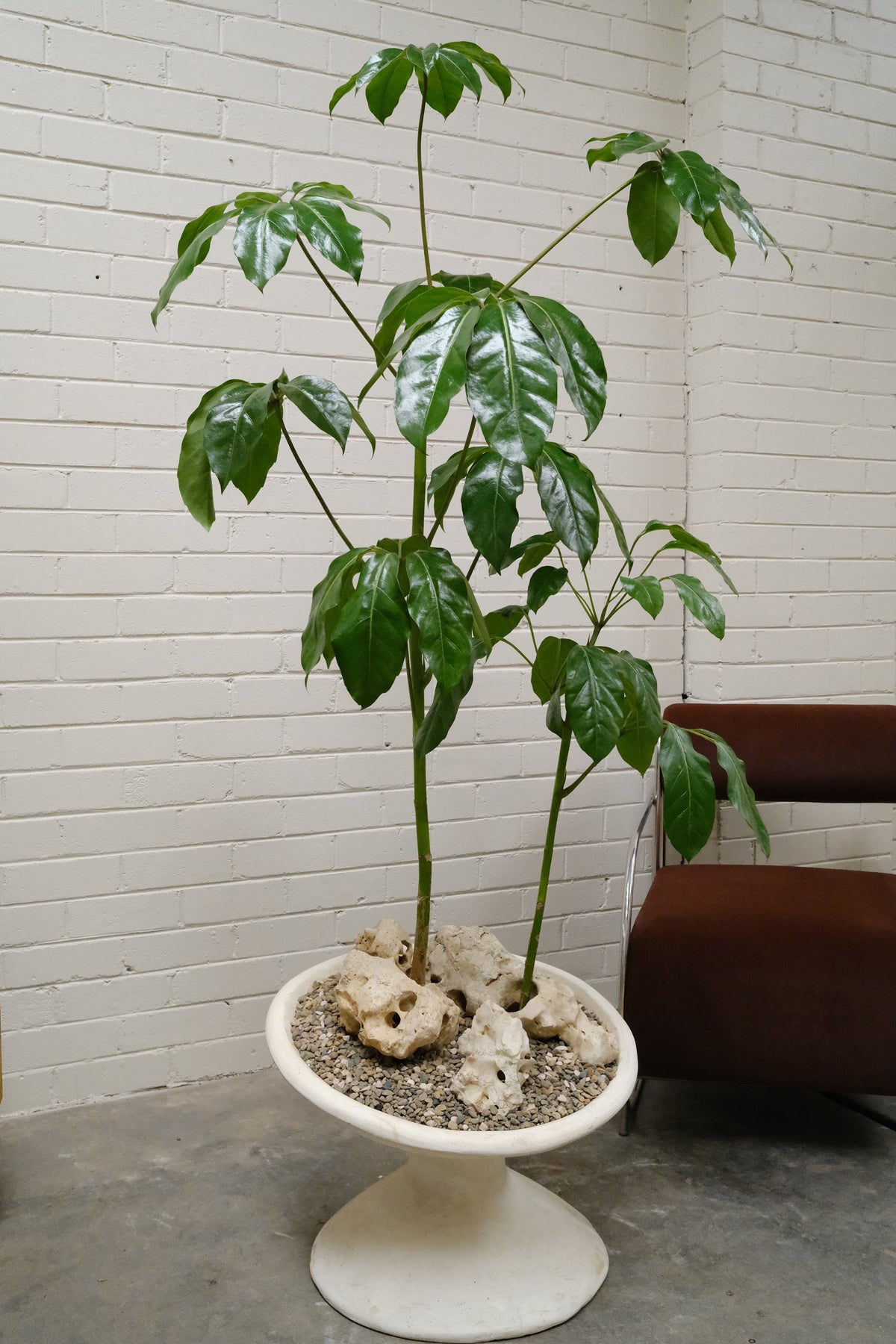 Umbrella Tree Forest + Off Kilter Planter, White
