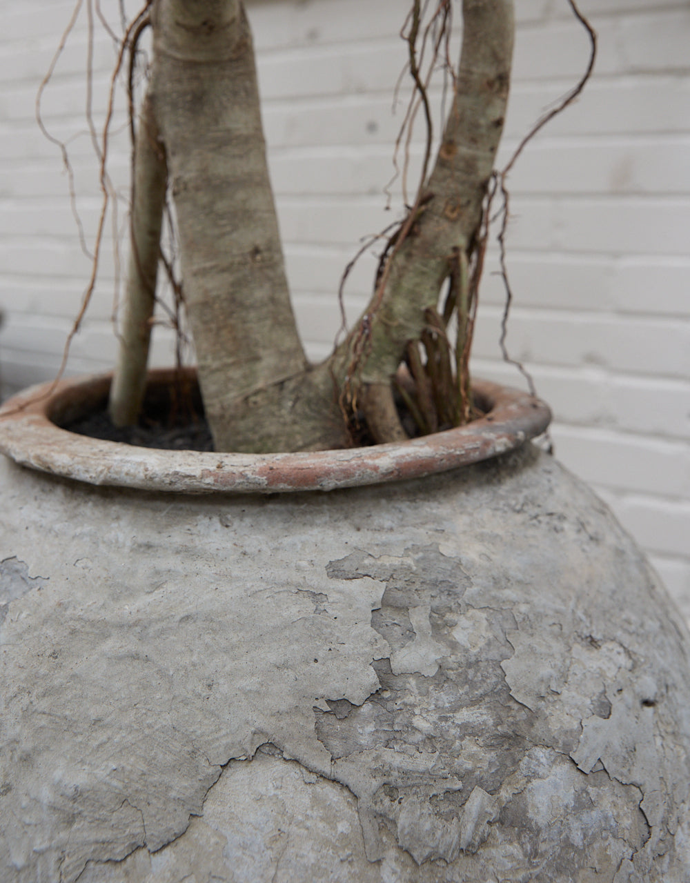 Ficus Audrey in Antique Water Pot
