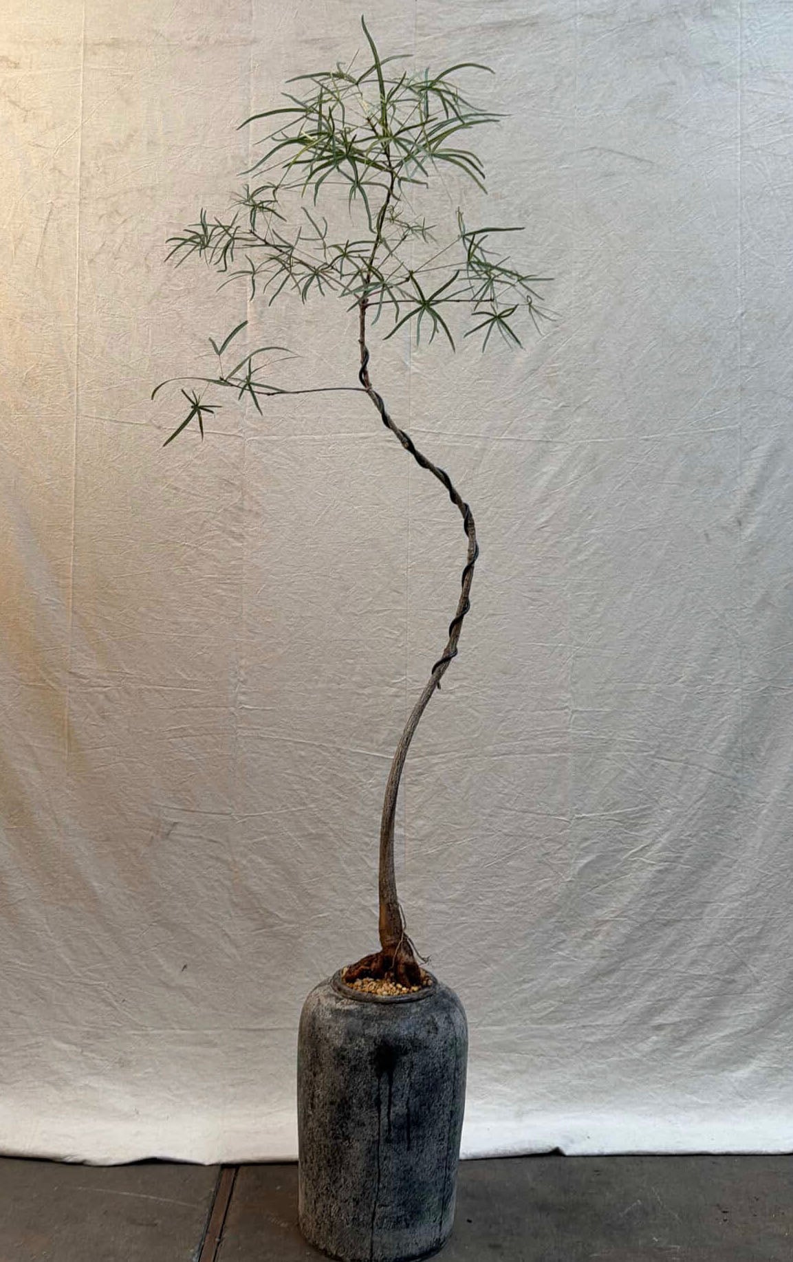 Queensland Bottle Tree [No. 2] + Lunar Drift Planter