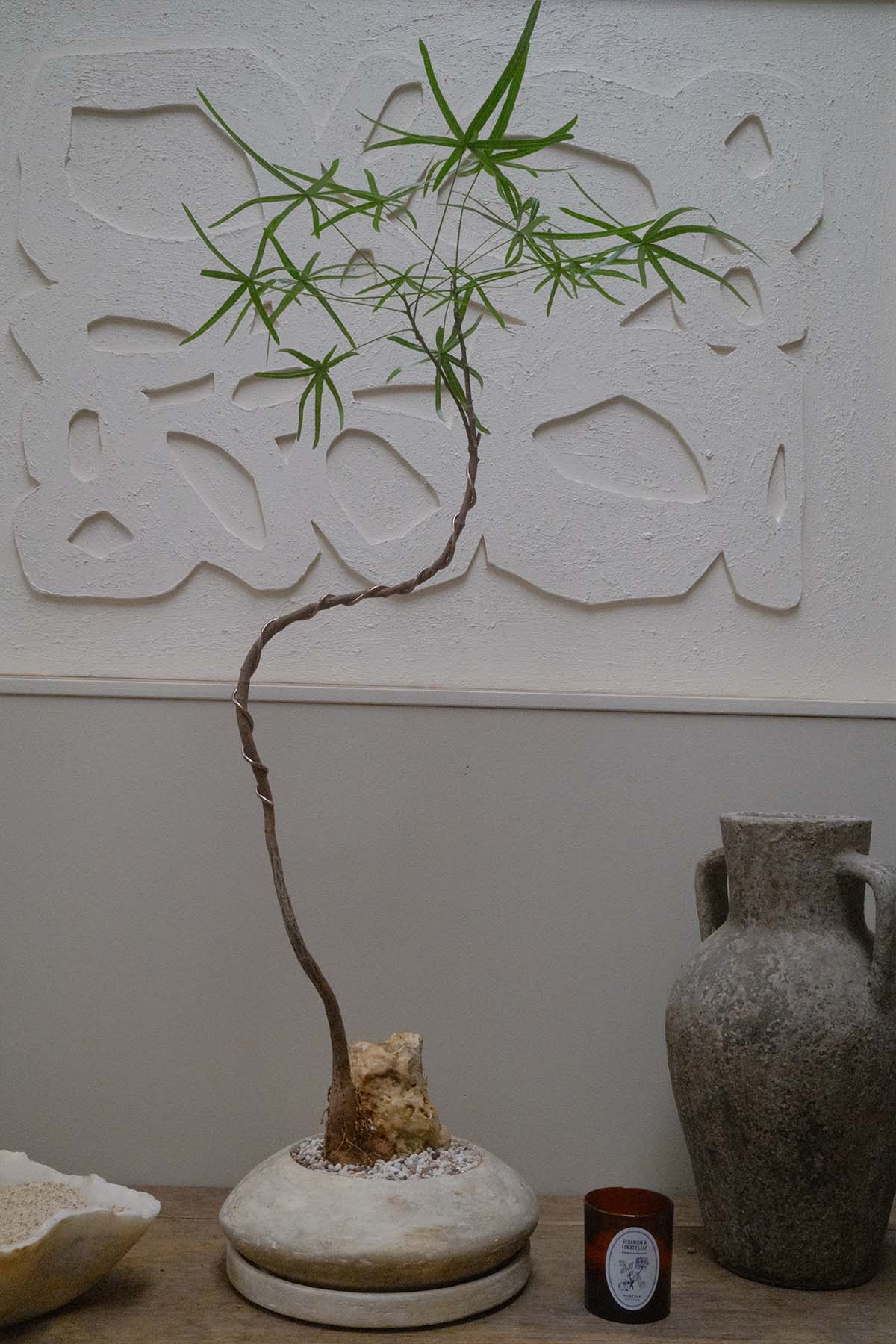 Queensland Bottle Tree + UFO Planter