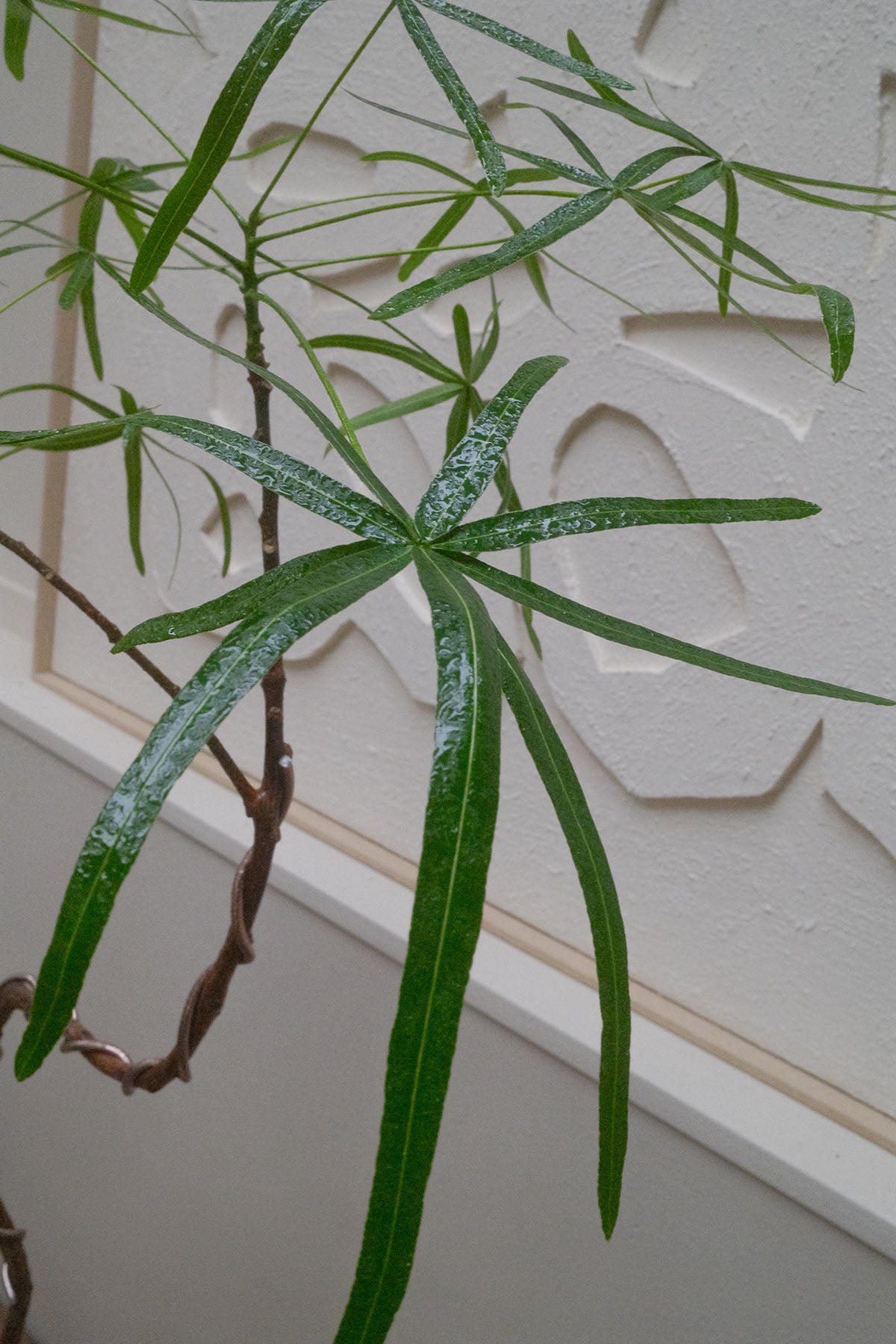 Queensland Bottle Tree + UFO Planter