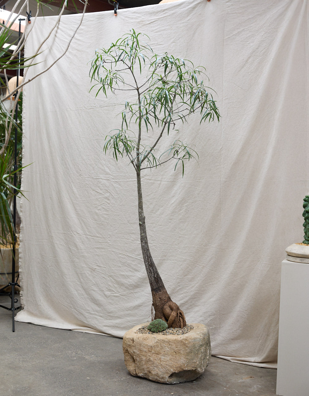 Queensland Bottle Tree in Vintage Limestone Planter
