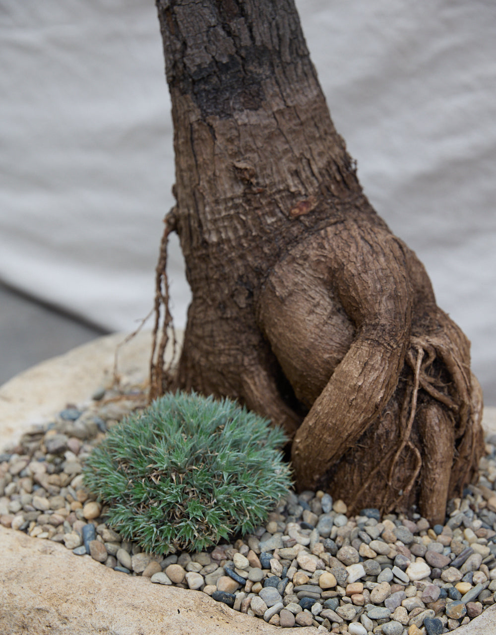 Queensland Bottle Tree in Vintage Limestone Planter