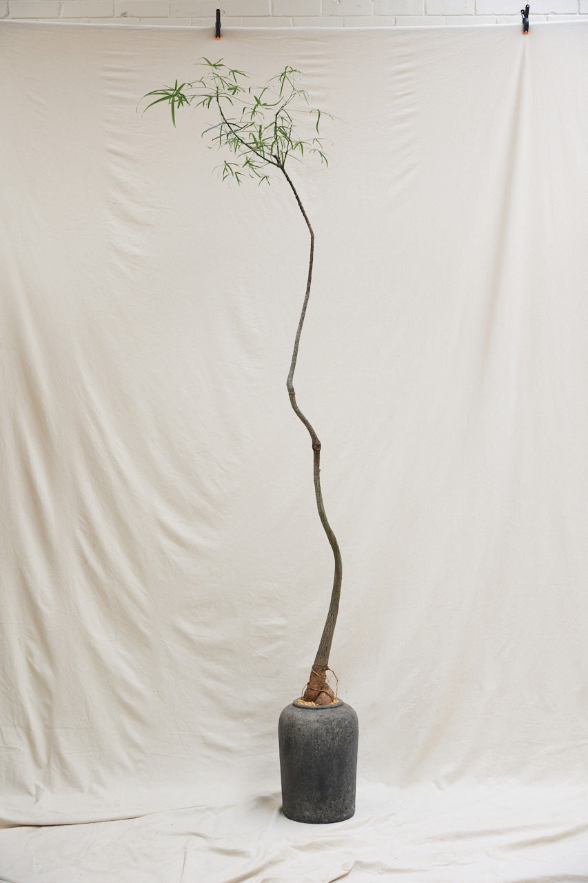 Queensland Bottle Tree [No. 1] + Lunar Drift Planter