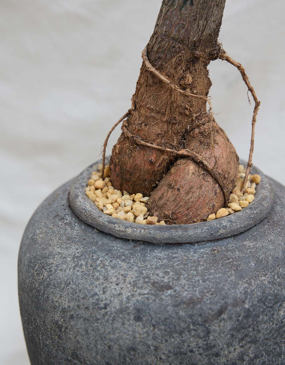 Queensland Bottle Tree [No. 1] + Lunar Drift Planter