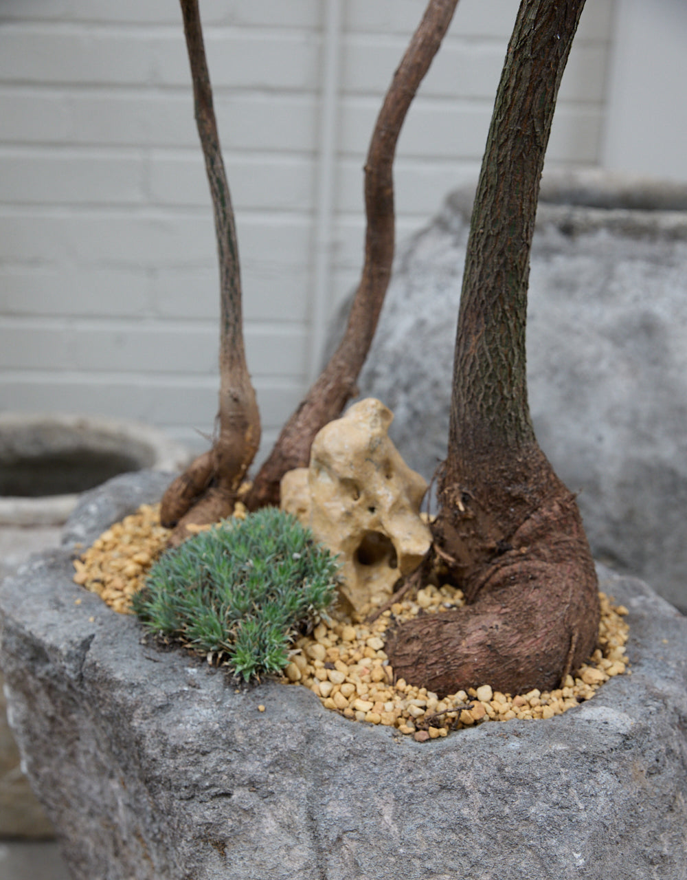 Queensland Bottle Tree Trio + Vintage Limestone Planter