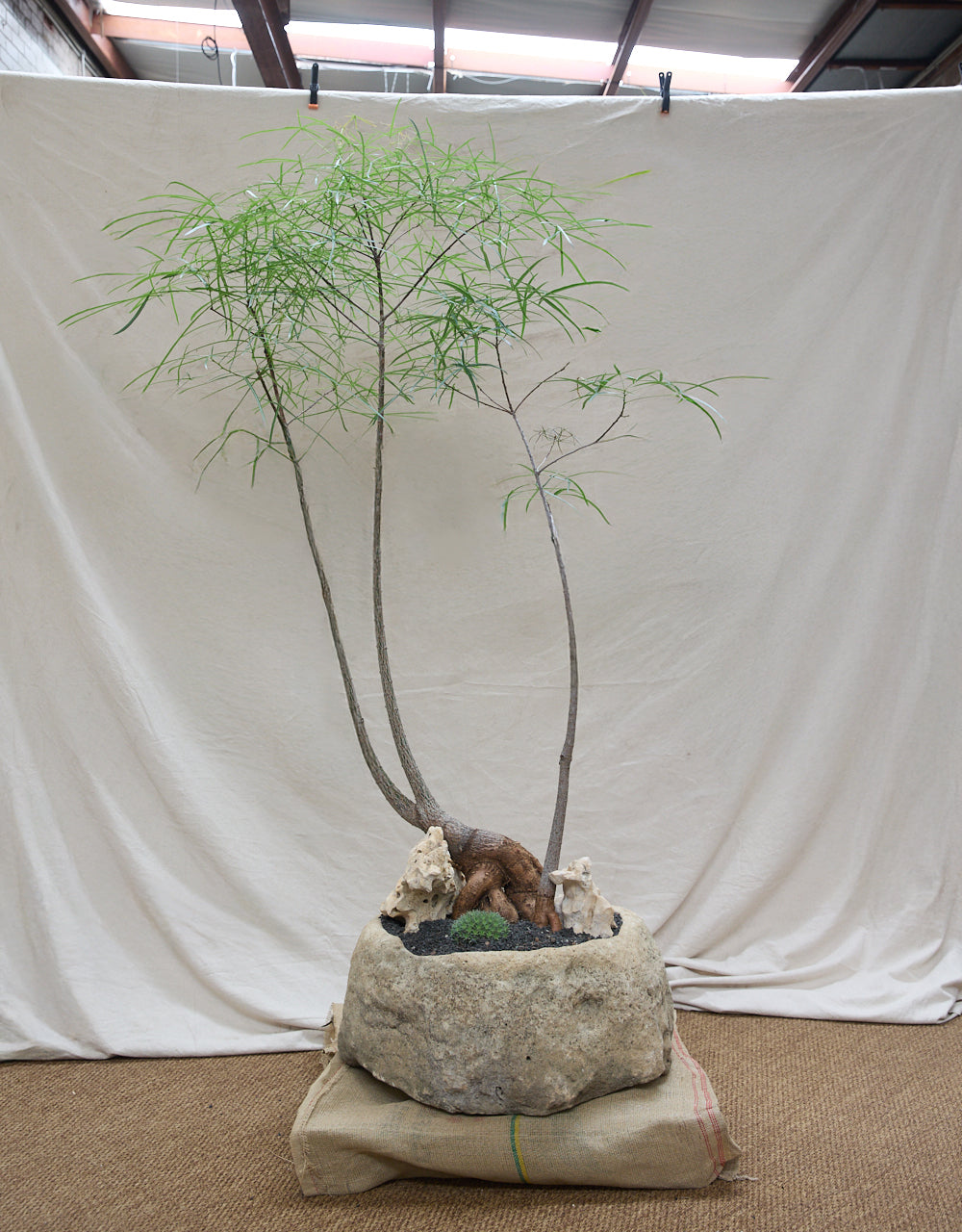 The Sculptural Bottle Tree Duo + Limestone Planter