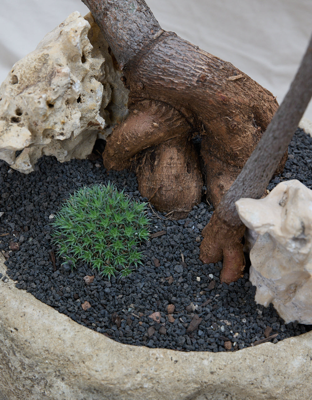 The Sculptural Bottle Tree Duo + Limestone Planter