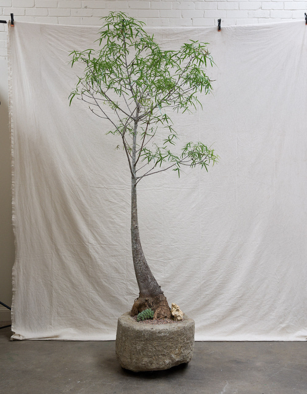 Queensland Bottle Tree + Vintage Limestone Planter